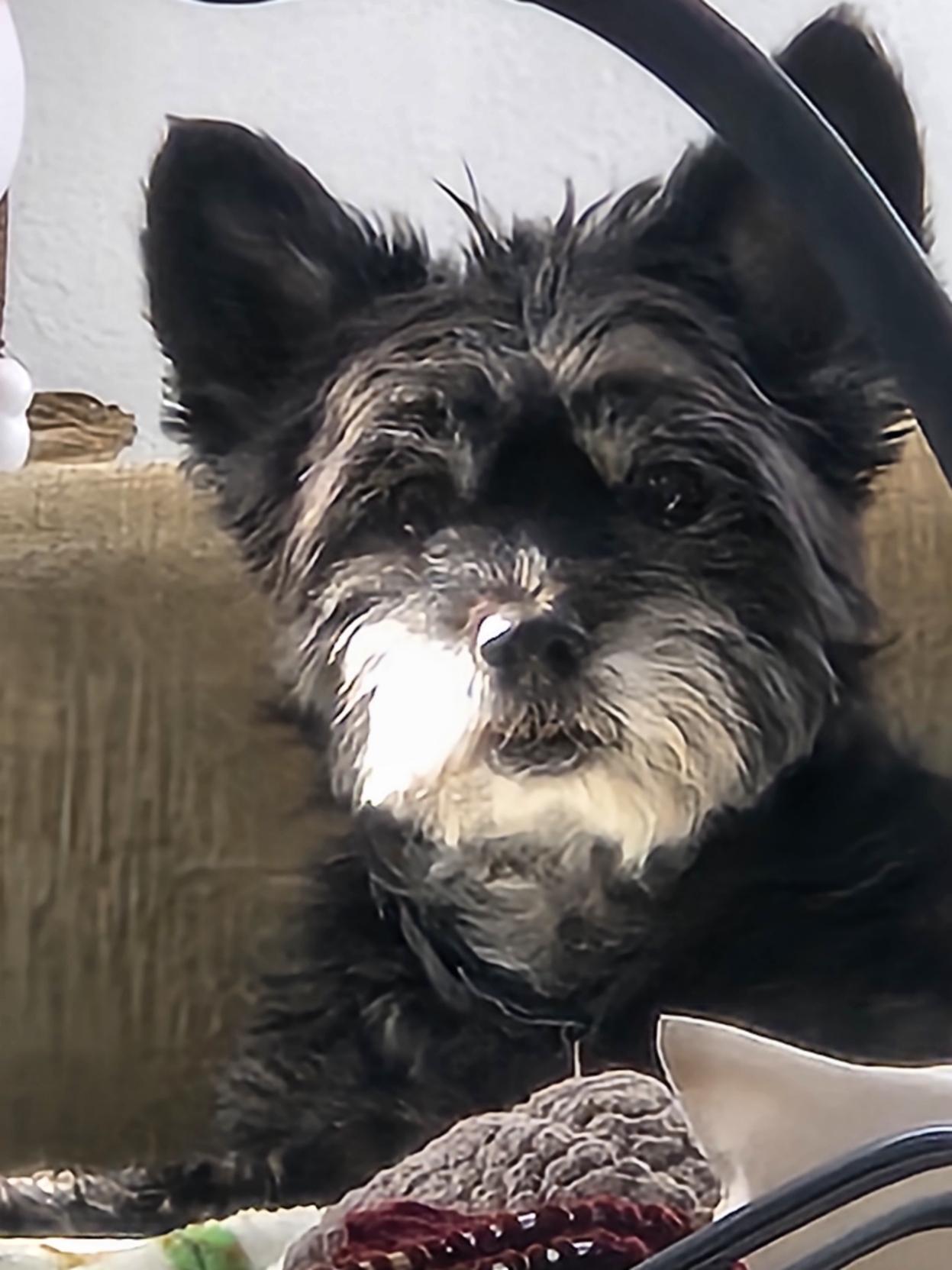 Close up of a Lil black dog sitting on a green couch in the sun