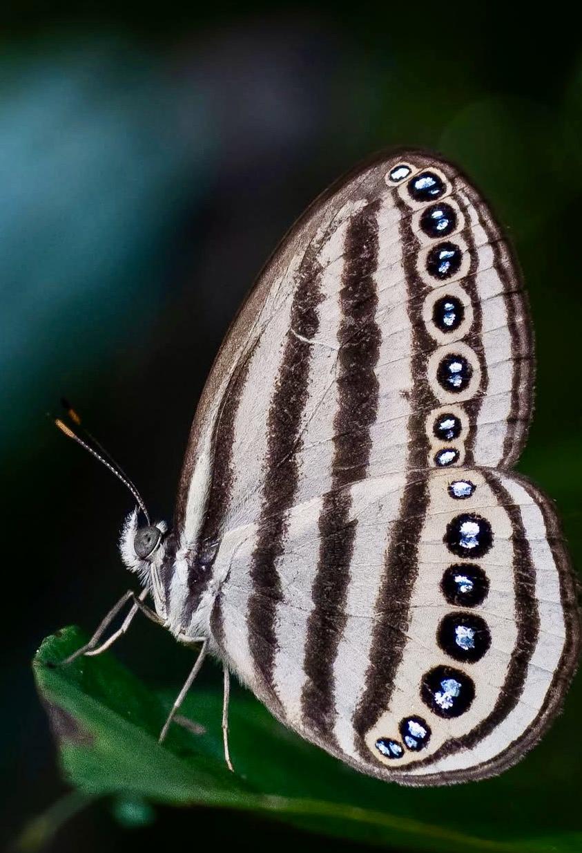 Striped Ringlet (Ragadia makuta)…southern Thailand, Peninsular Malaysia, Sumatra, Borneo, and Java…they like streams where there are dense mats of the host plant Selaginella (spikemoss). 