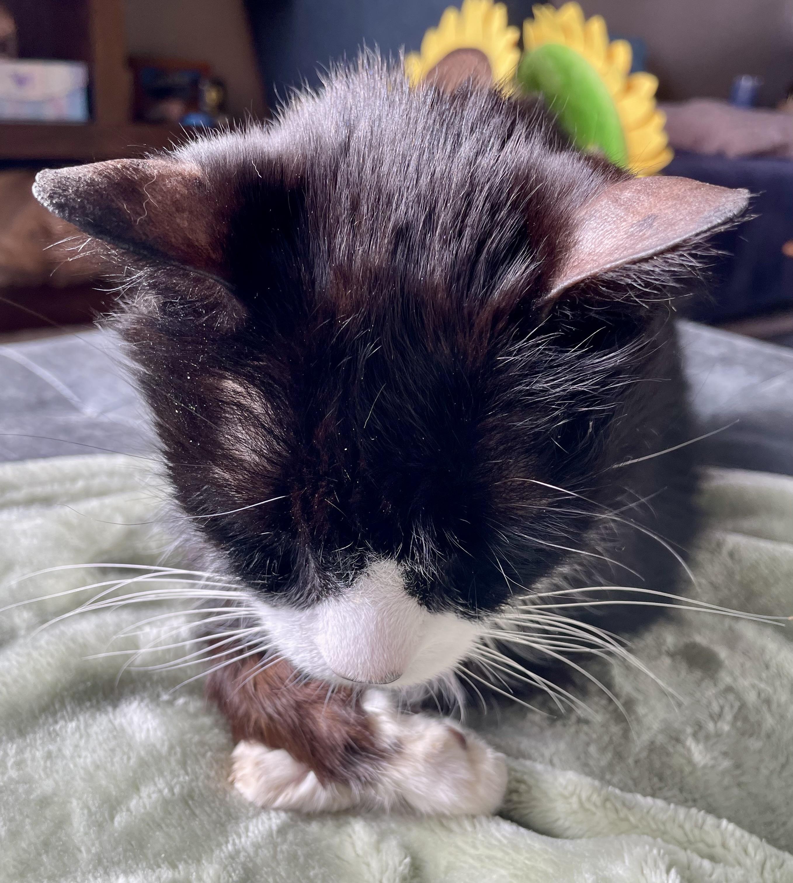 Tuxedo cat with his head down, resting, paws crossed in front of him.
