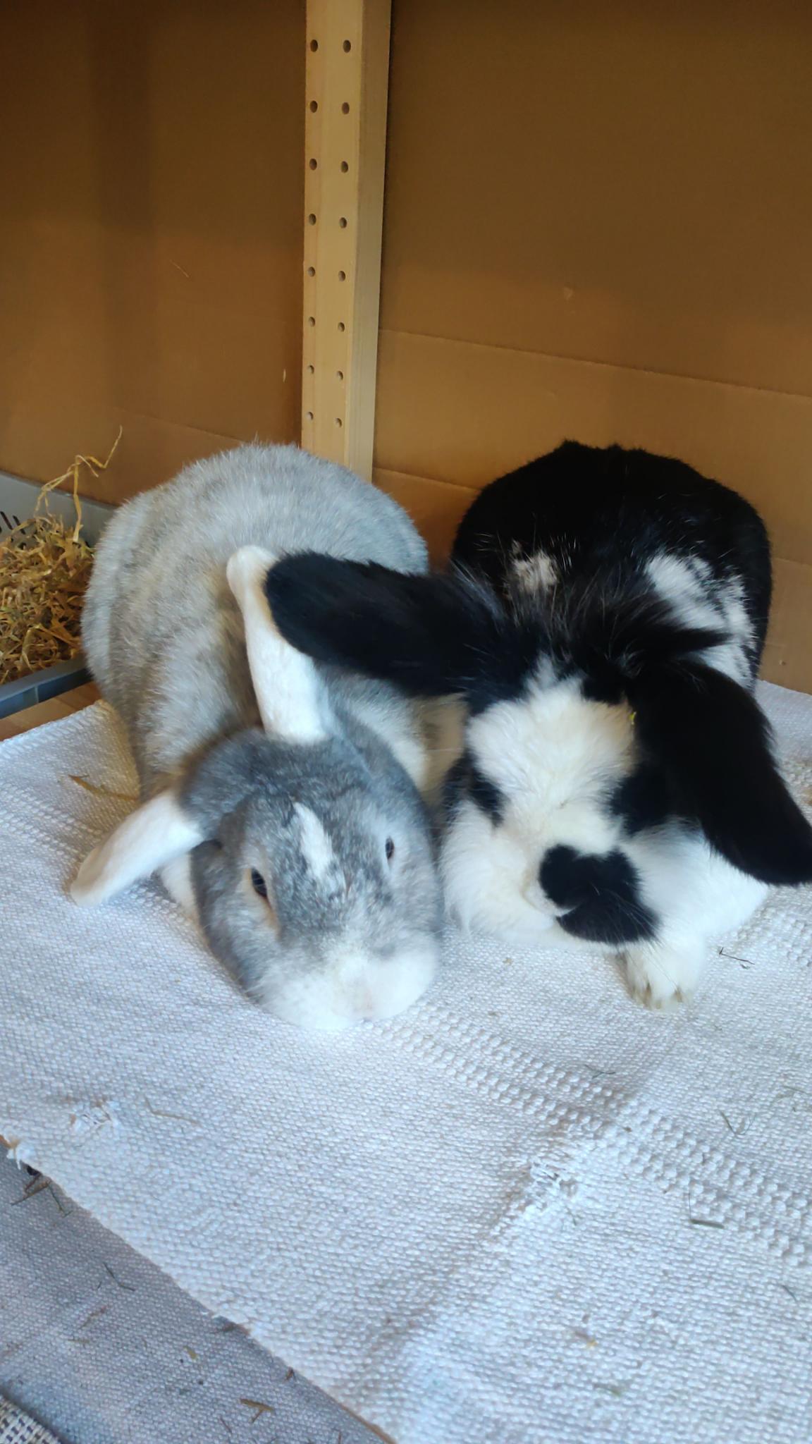 A grey-and-white bunny and a black-and-white bunny are lying closely next to each other on a rug, they are cuddling and look sleepy