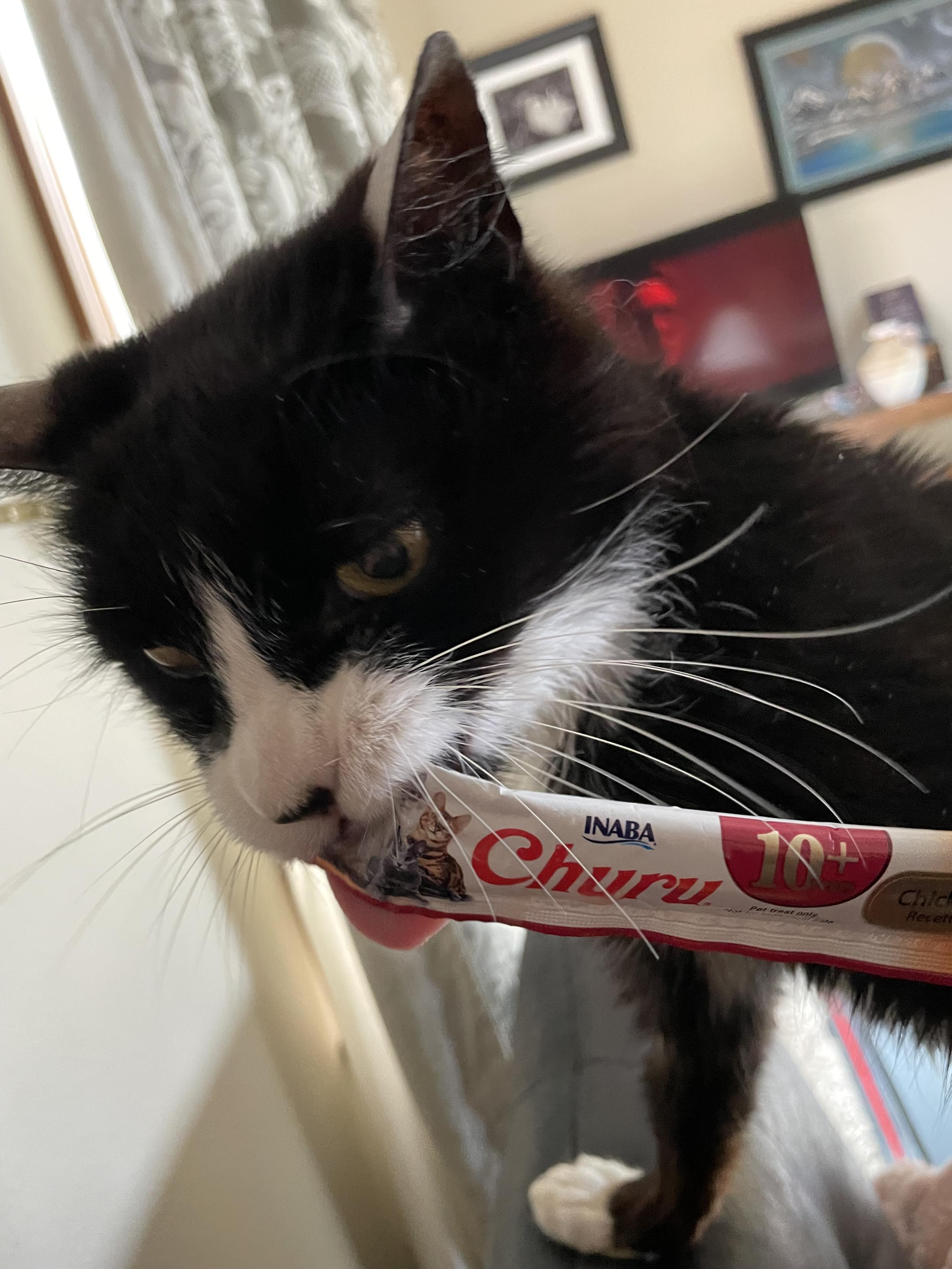 Tuxedo cat absolutely inhaling a churu.