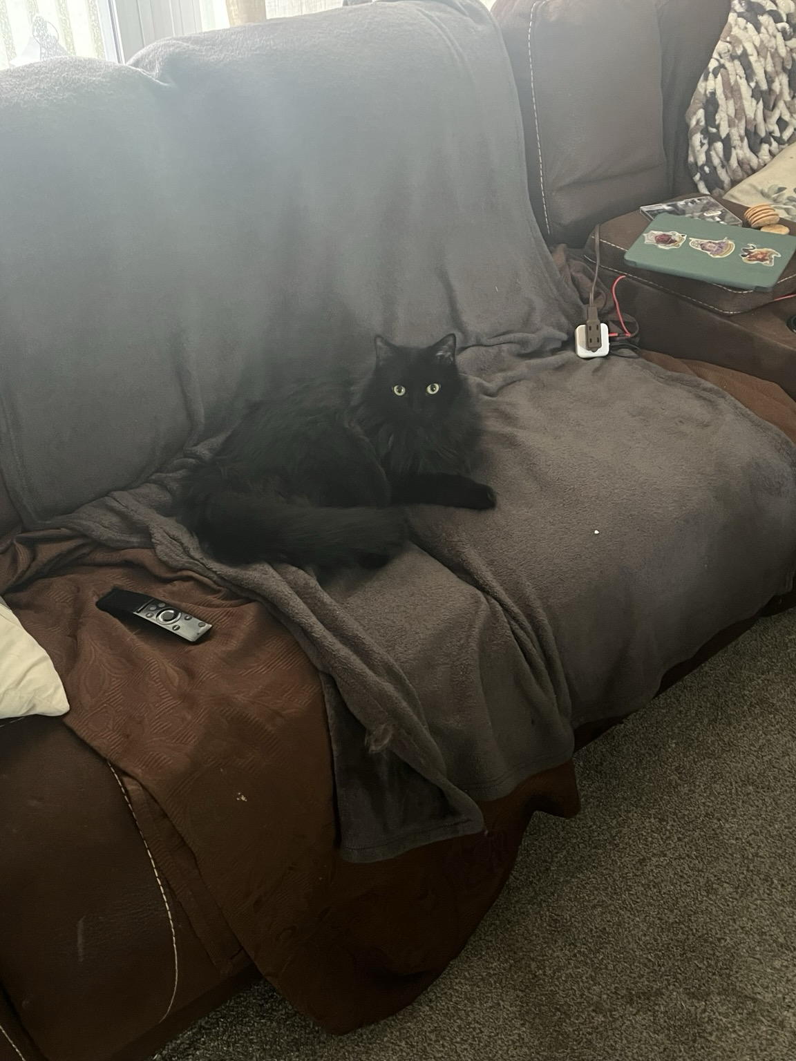 A long haired black cat lays on a brown couch with a TV remote next to him.