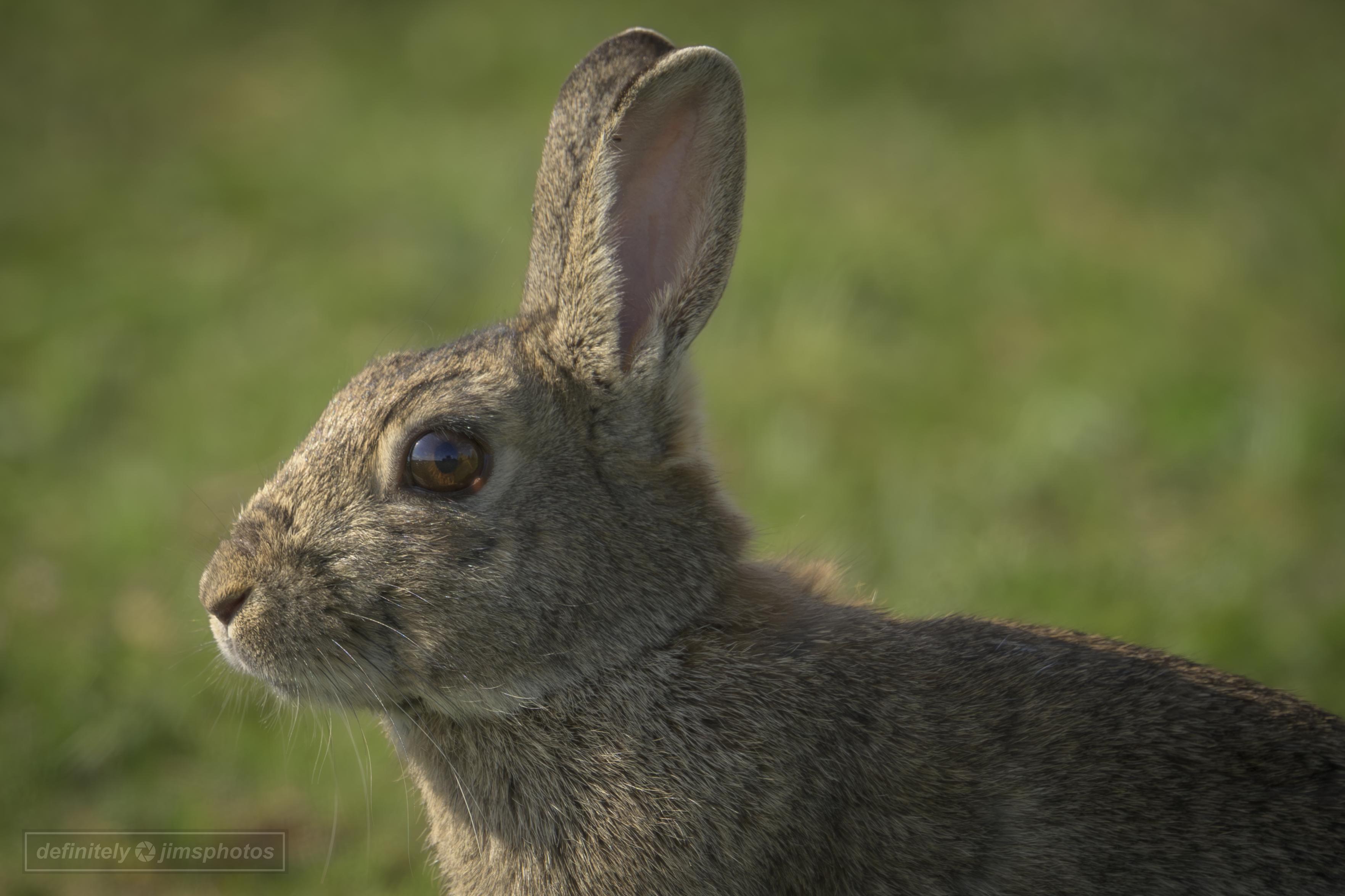 a wild rabbit close up