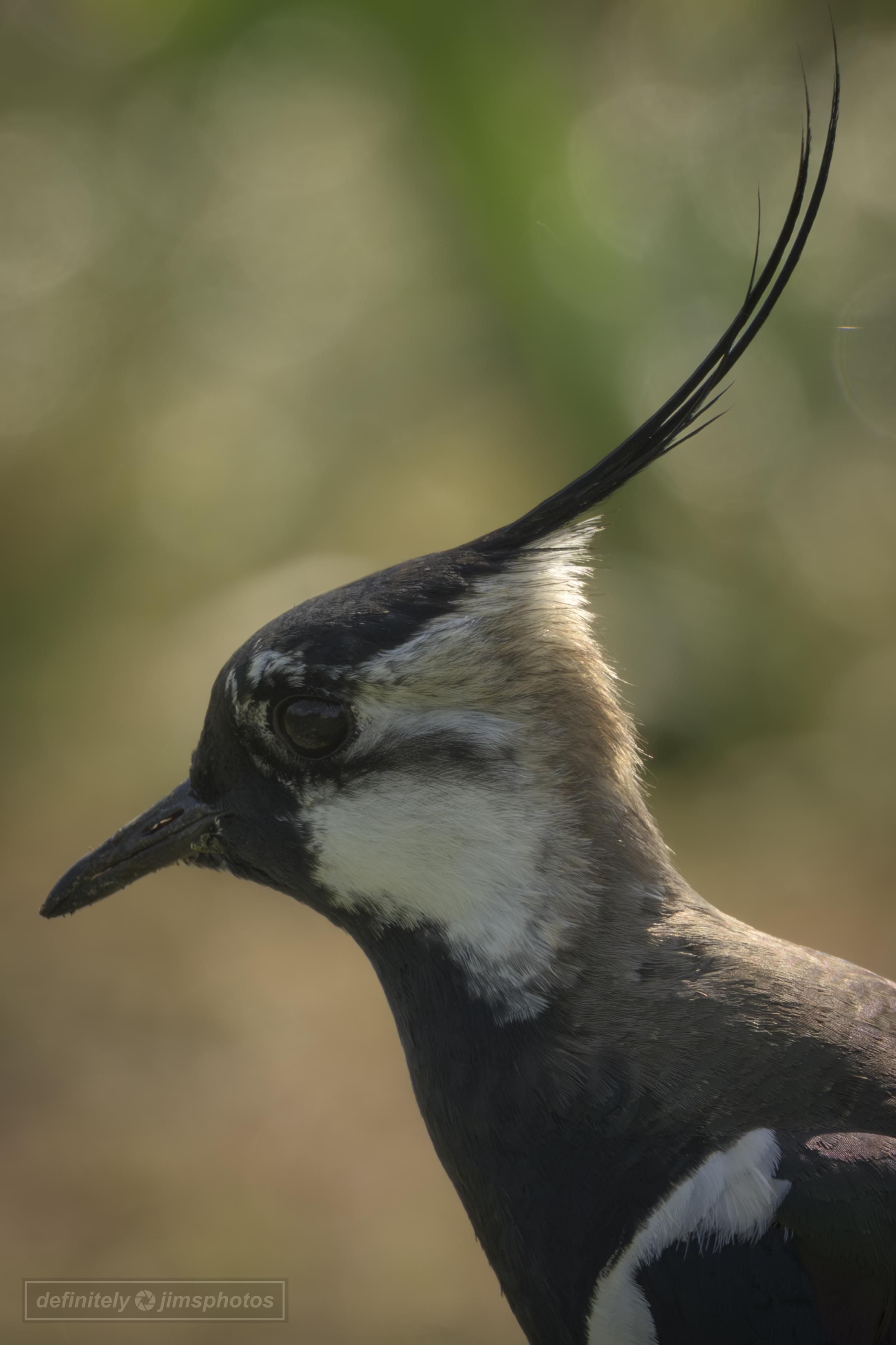 a side on photo of a wading bird