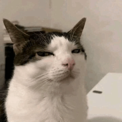 Cat with an unamused expression.
