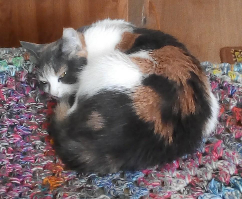 Our kitty curled up on the couch. She's giving the camera a scornful look, clearly a little irritated at my disruption of her nap.