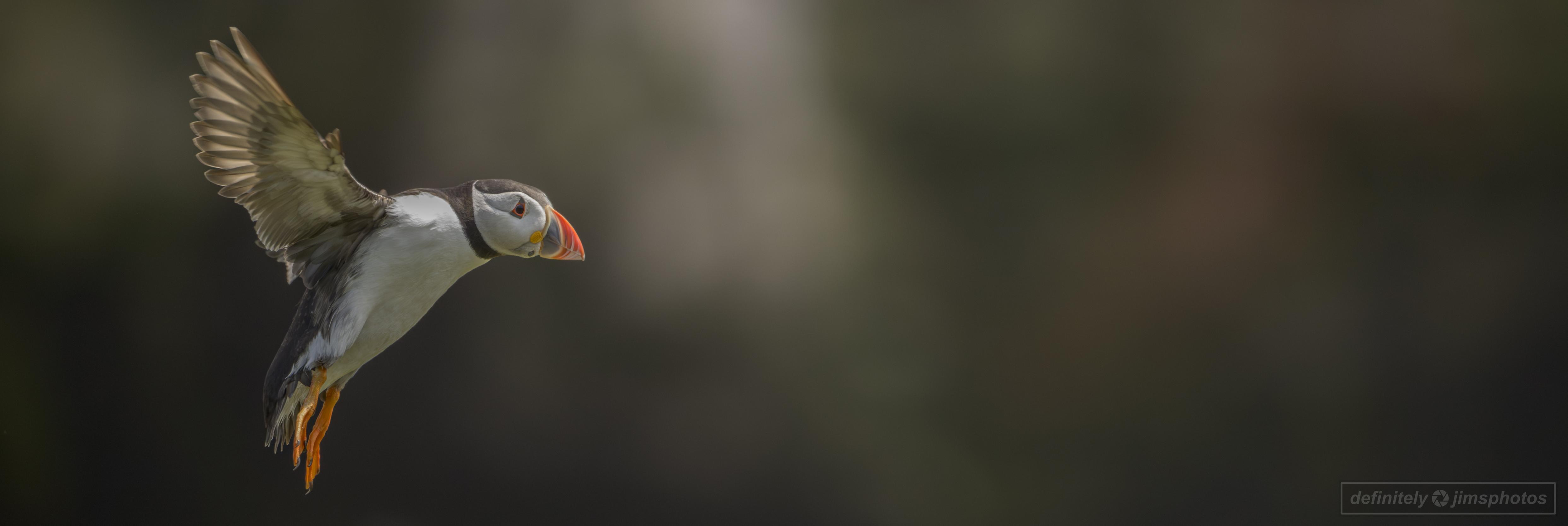 a puffin flying in from the right of frame