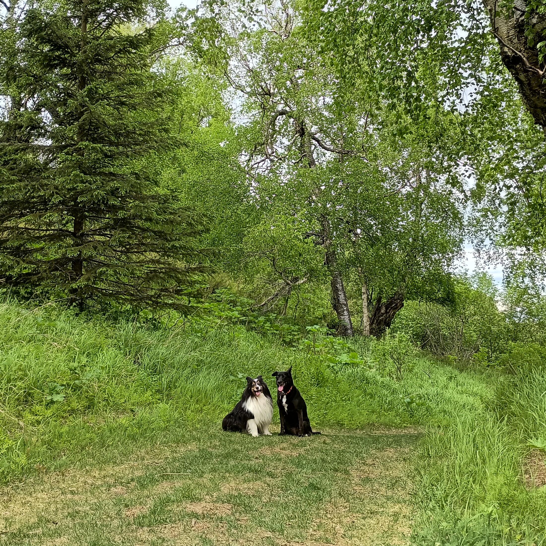 Lush greenery of northern climate trees, bushes, and grasses, with two dogs sitting & "smiling" with tongues out on the grassy path of a winter ski trail