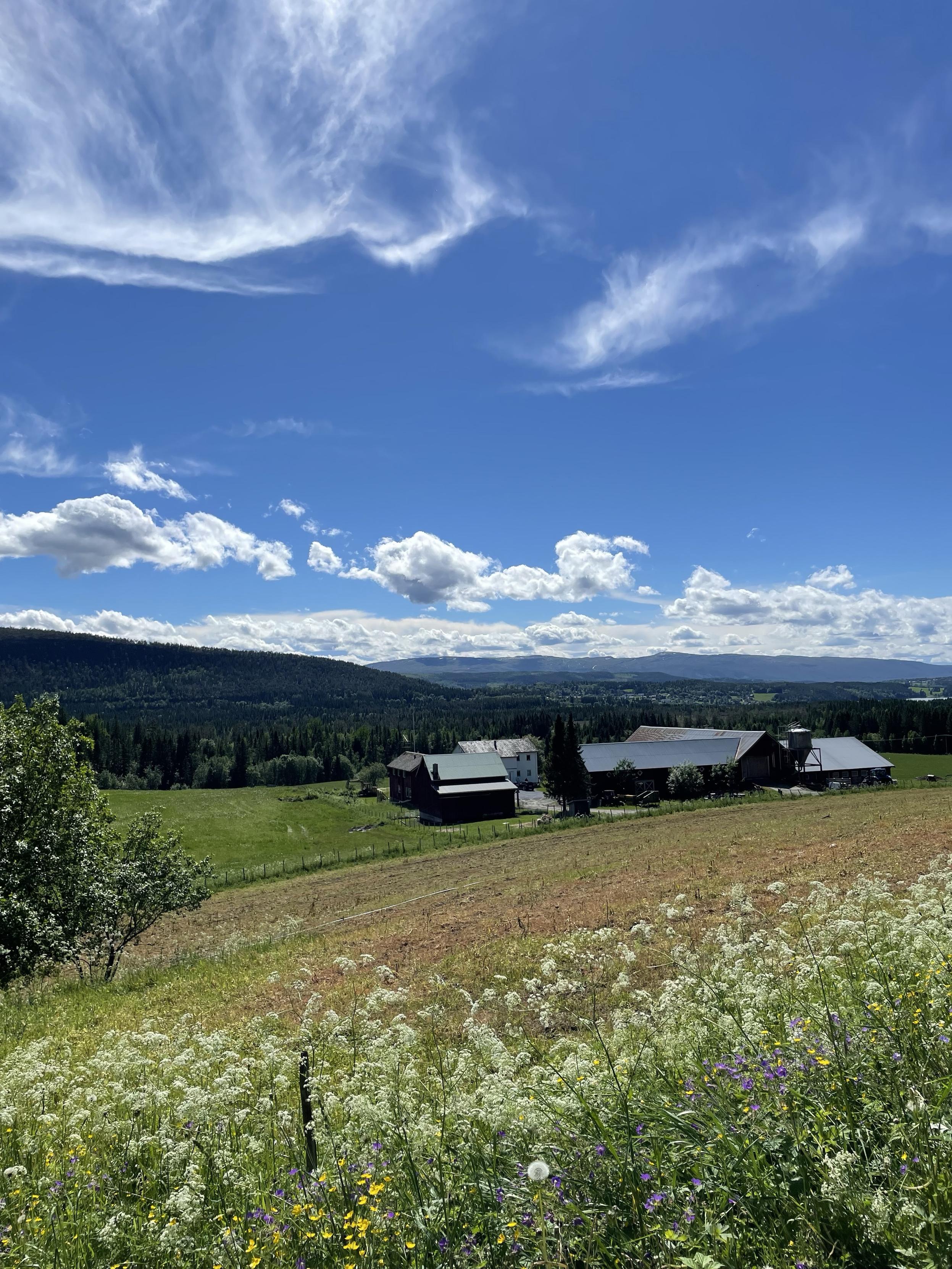 A scenic view of a green landscape in the North of Norway with mountains in the background, dotted with wildflowers in the foreground. In the distance, a farm with several buildings is visible under a bright blue sky adorned with fluffy white clouds.