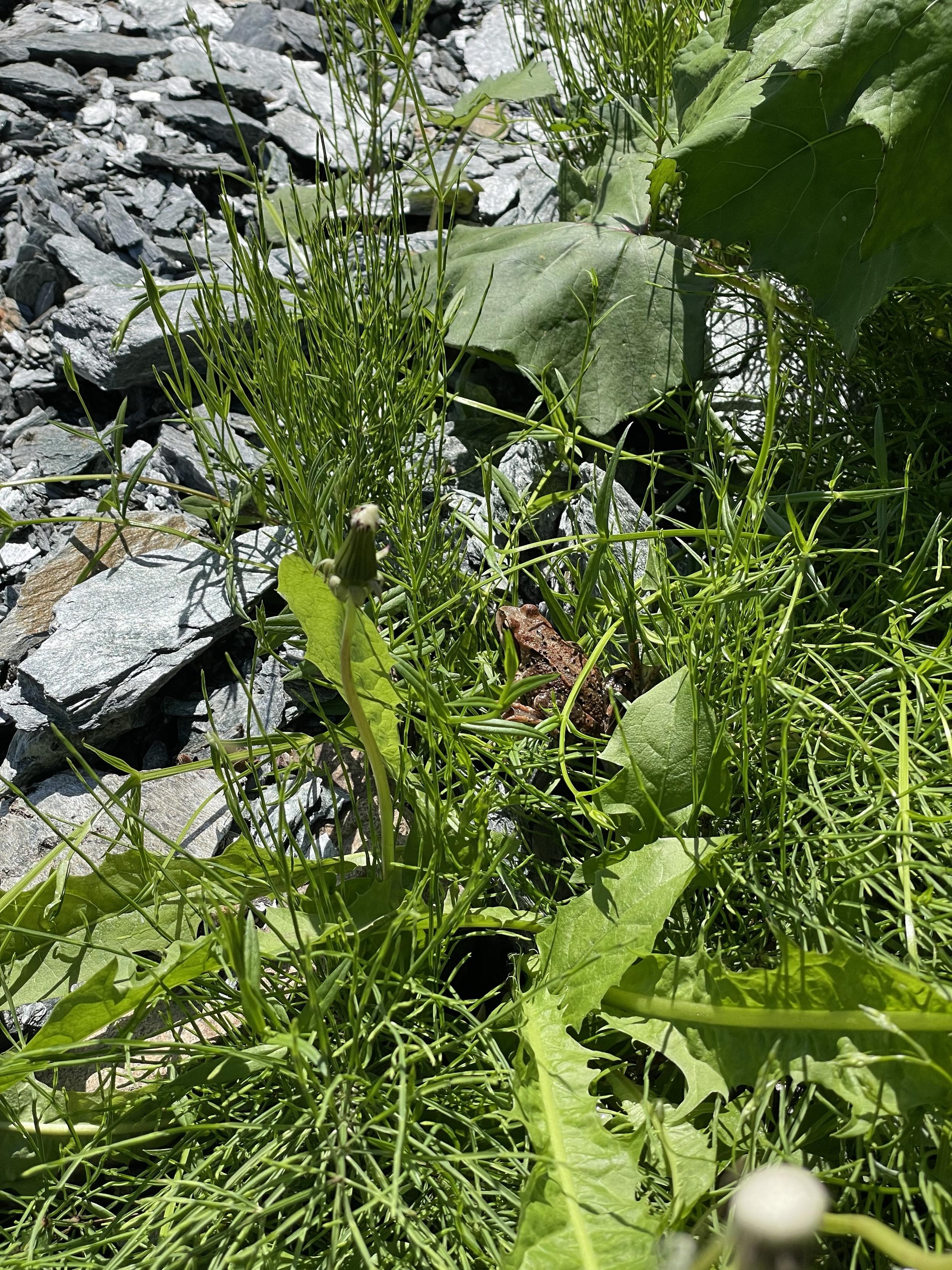 A cluster of green plants, including broad leaves and slender grasses, is growing among gray stones. In the middle a brown frog is resting.