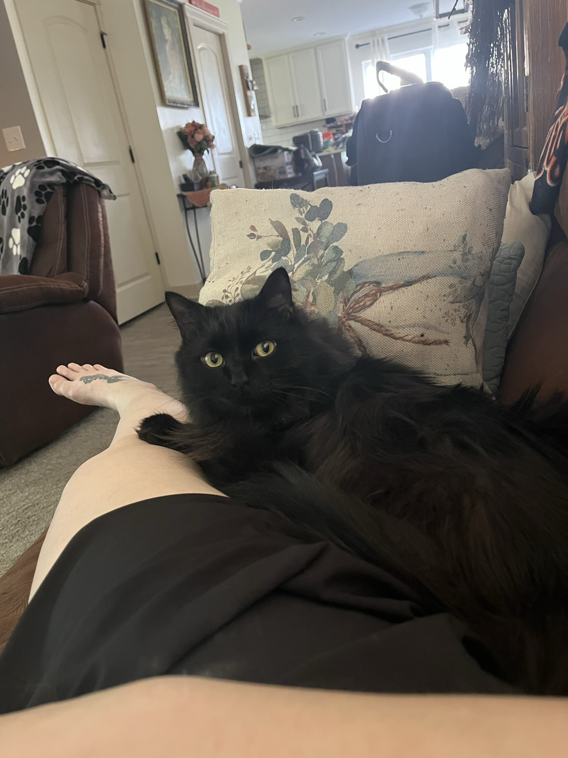 A fluffy black cat with large yellowish green eyes snuggles up to a pale leg stretched out on the couch.