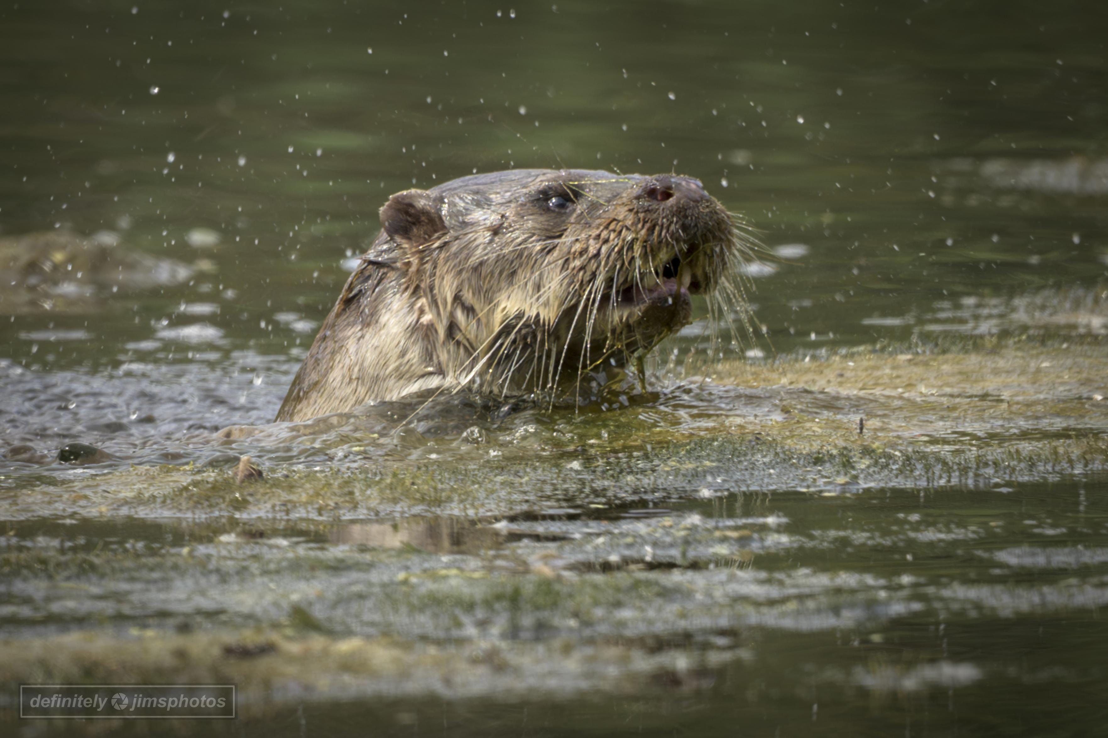 An otter surfacing in a lake in Warwickshire