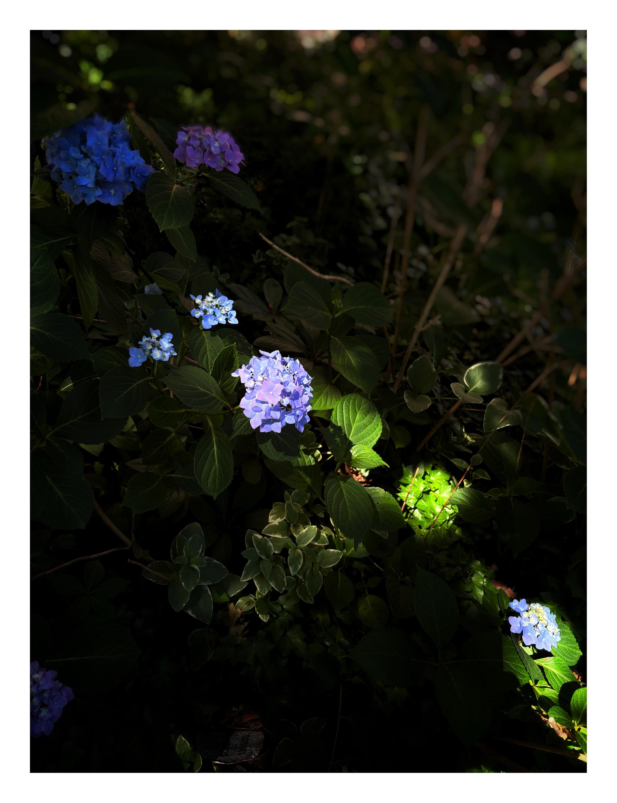 In a shaded front garden, sunlight illuminates a diagonal strip of vivid green leaves and blue and purple hydrangeas.