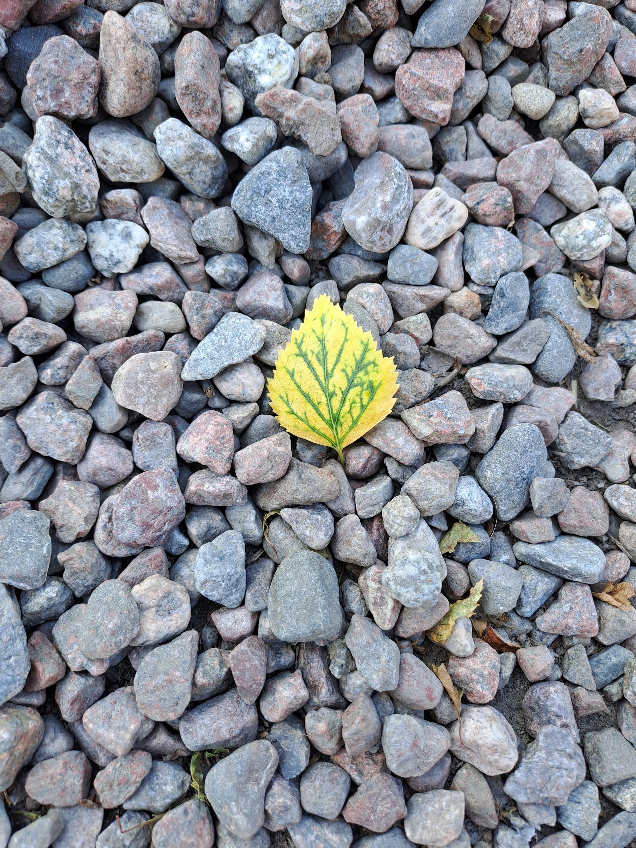 A small birch (?) leaf on a bed of grey gravel pebbles, up close. The leaf is yellow, but the veins on it are bright green, making a contrasted pattern.