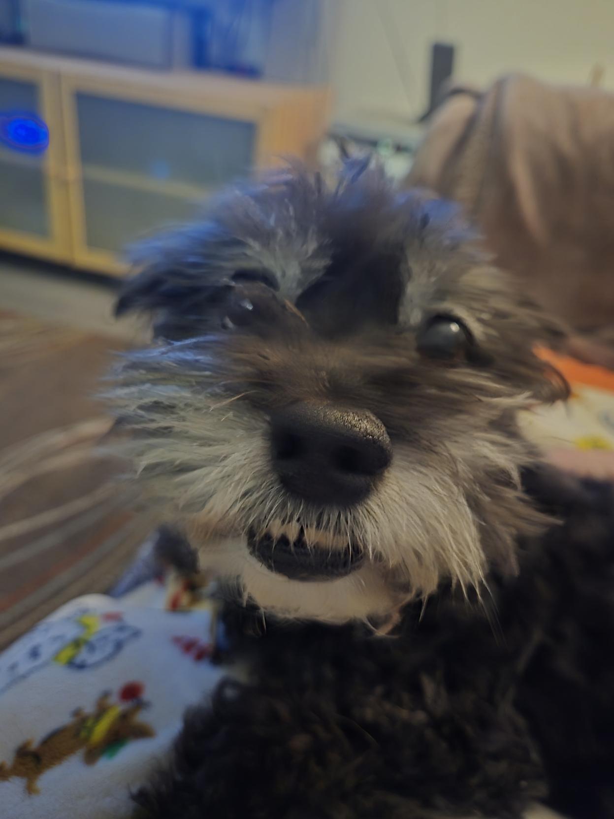 Lil black dog looking at the camera with her ears back, bottom row of little teeth visible, looking like a smile
