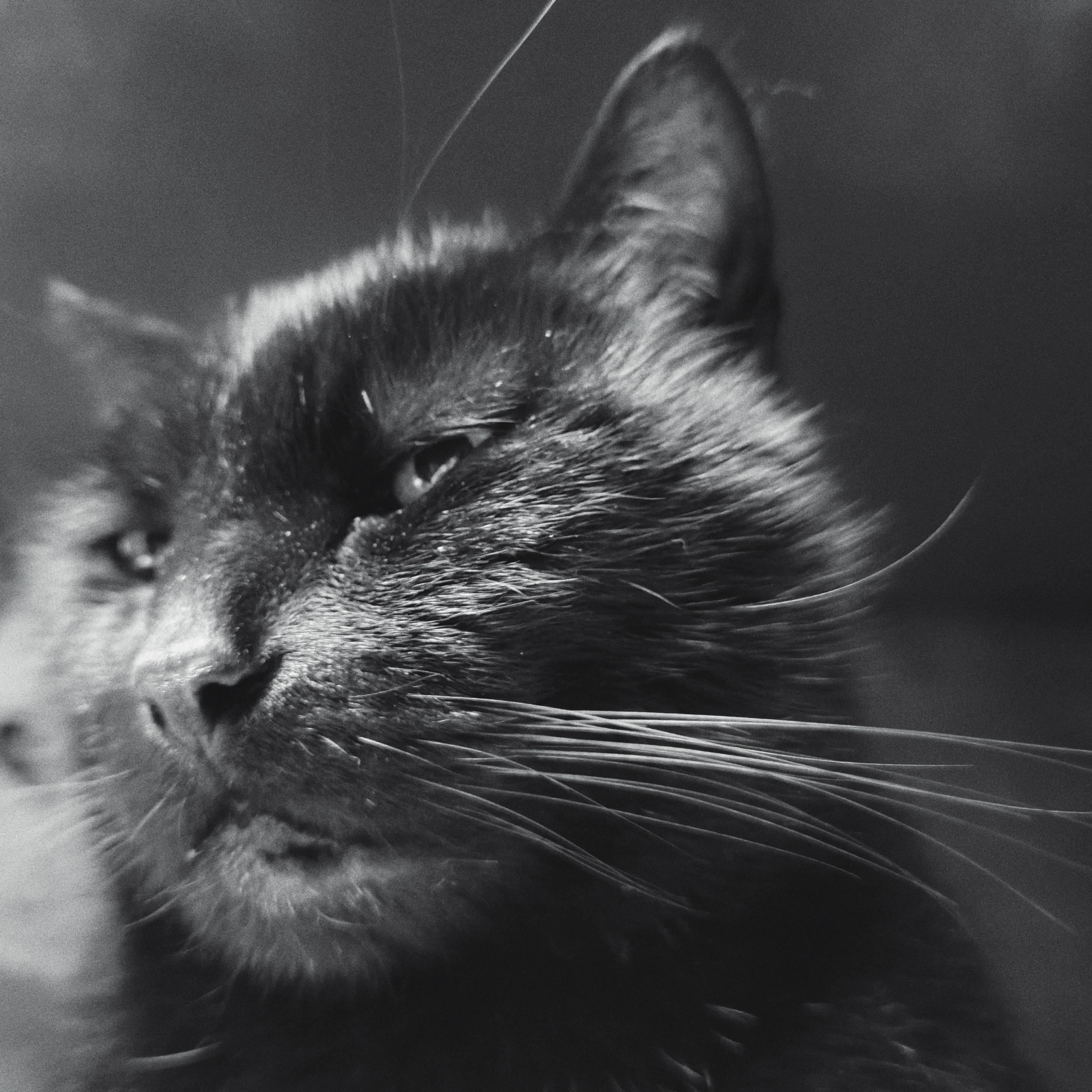 Black cat portrait