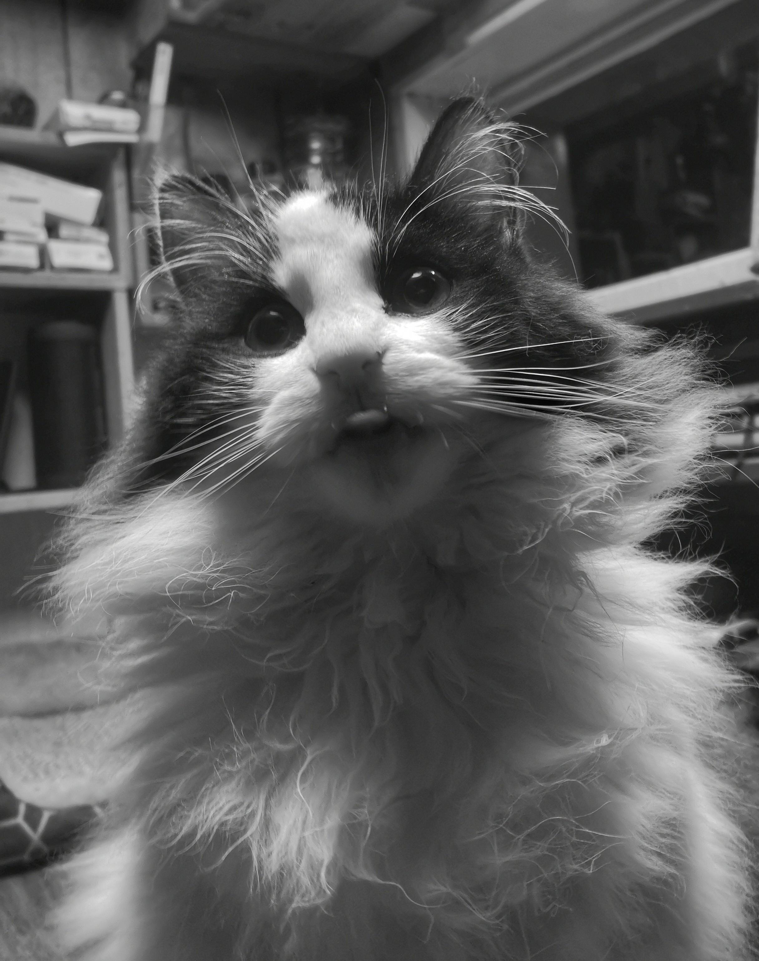 Cheeky fluffy black and white Mr Fluffy McPuff cat
