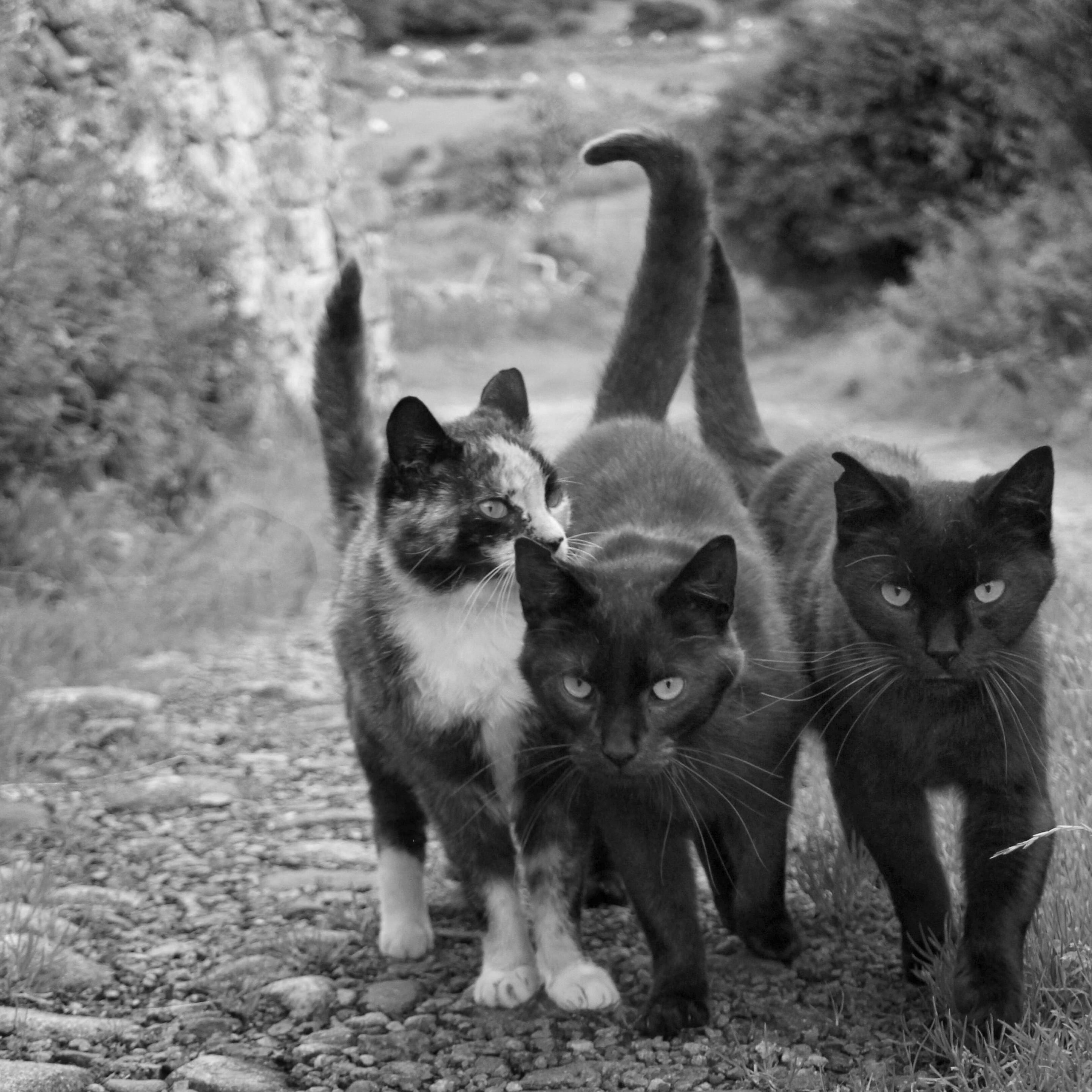 3 farm strays welcome committee