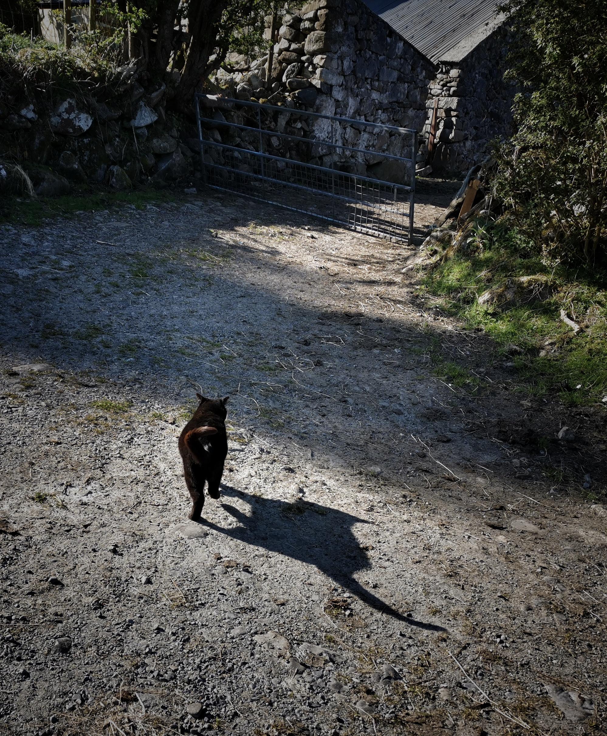 Black stray cat crossing his farm yard