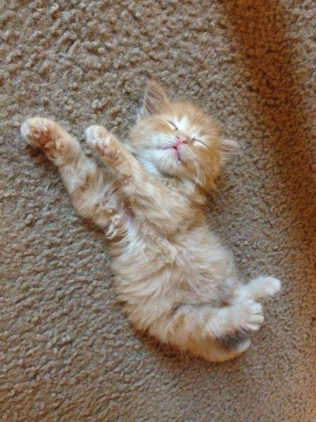 Photo of a fluffy orange kitten that's asleep on its back on the carpet, completely zonked out. Play hard, nap hard.