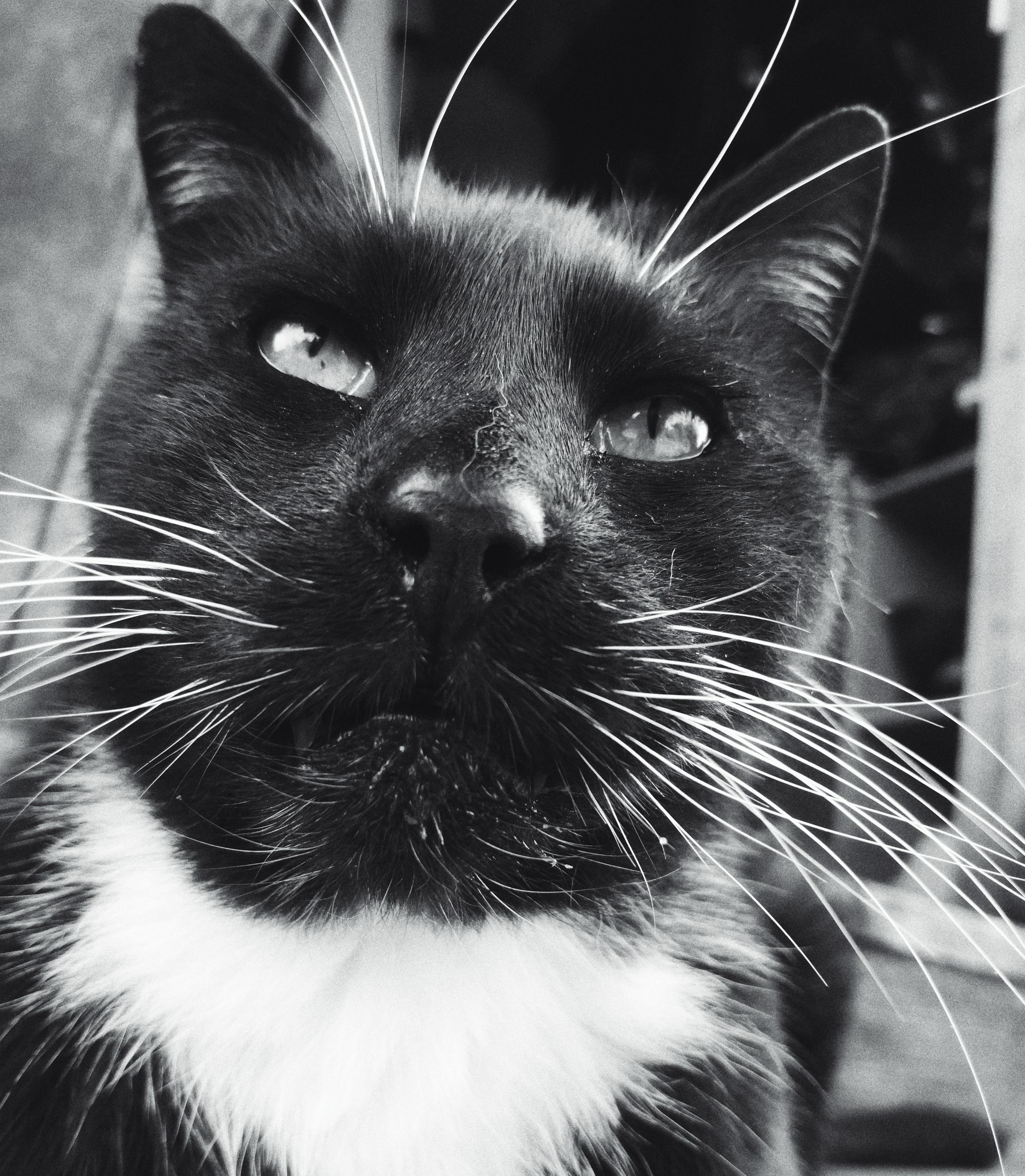 Black and white portrait of a black and white cat. A stern looking black and white cat. Looking stern.
