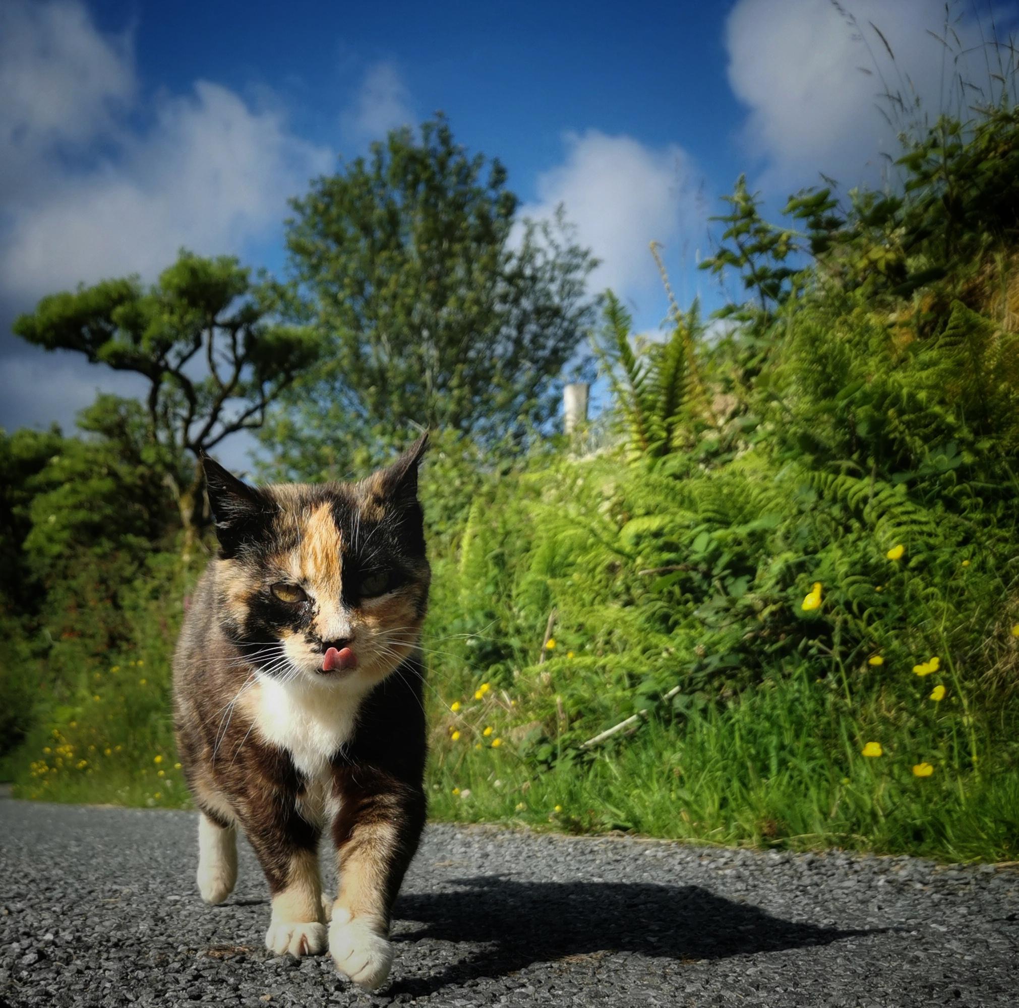 Calico cat lady greeting the can opener with her tongue out - and a grumpy face.