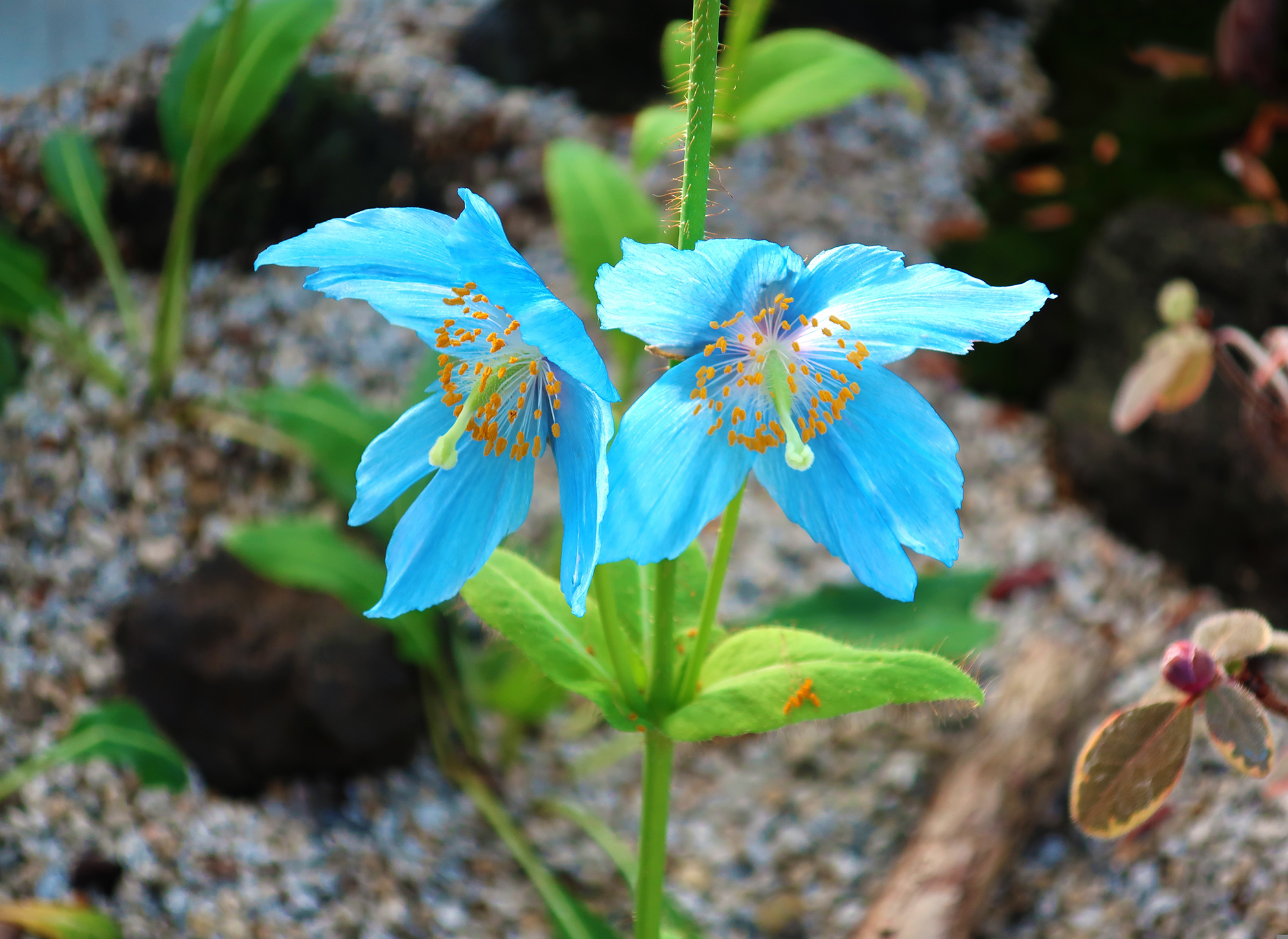 The image displays two vibrant, sky-blue blossoms side-by-side on a single, upright green stem. Each flower features delicate, slightly crinkled petals with a translucent quality, radiating an intense, pure blue hue. At the center of each bloom, a prominent, pale green, curved pistil is surrounded by a dense, contrasting burst of numerous bright golden-yellow stamens dusted with pollen. The stem and leaf bases are covered in fine, bristly, translucent hairs that catch the light.