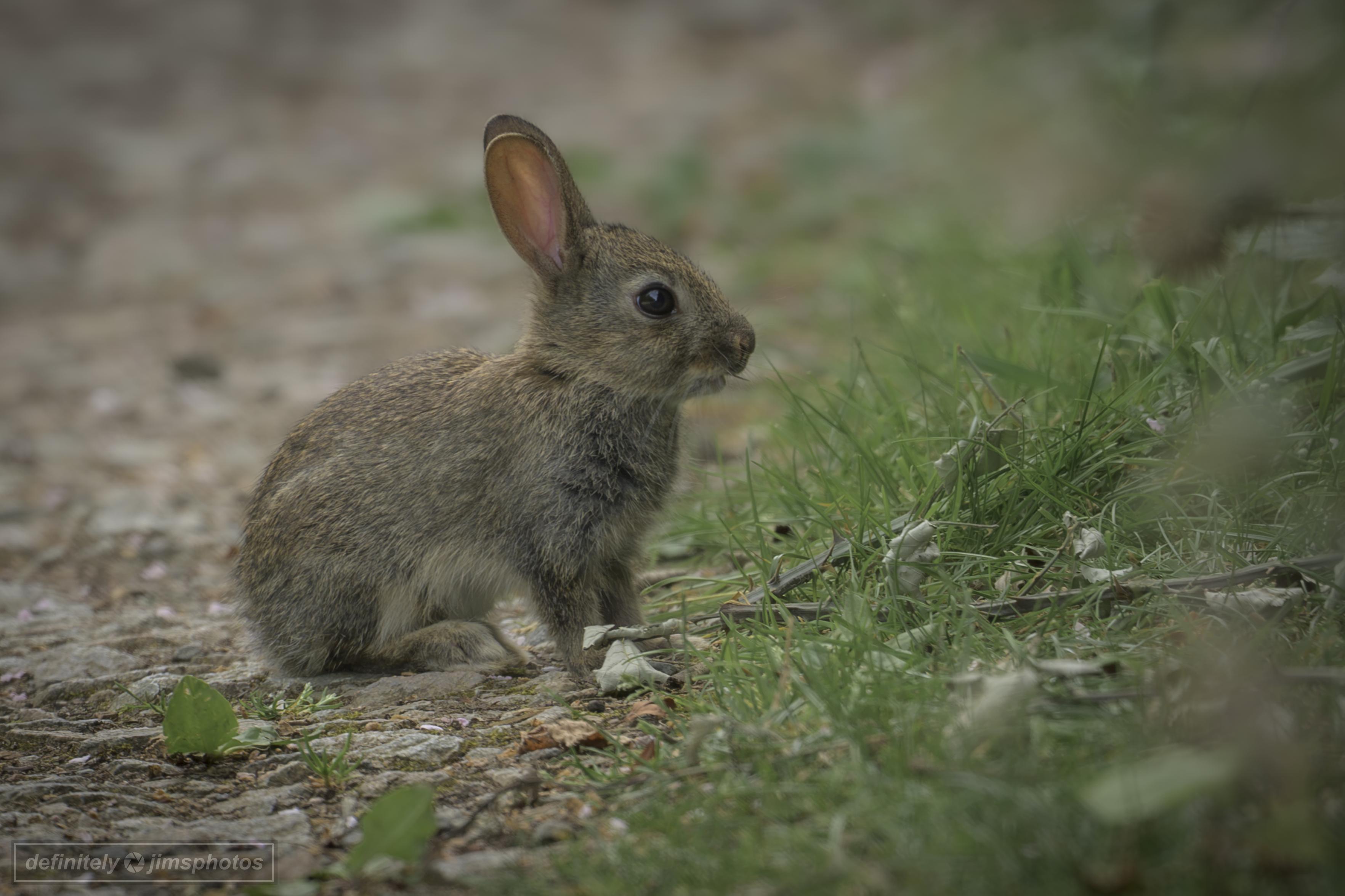 a small rabbit photo