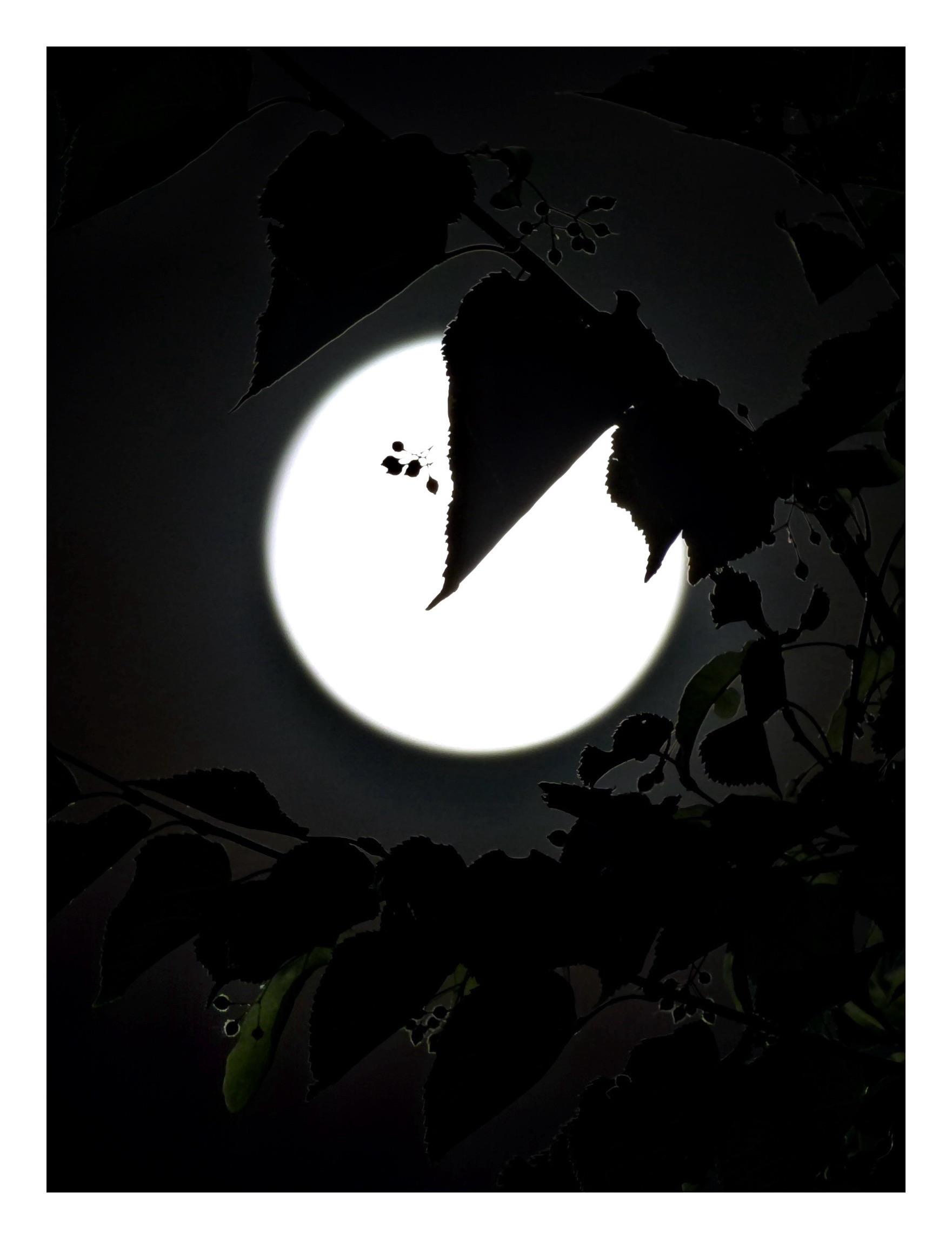 Silhouettes of tree leaves with toothed edges, interspersed with clusters of little buds, backlit by the bright disc of the full moon in a dark evening sky. Most of the leaves appear completely black, except for a few at the bottom of the image whose green surfaces are gently revealed by moonlight.