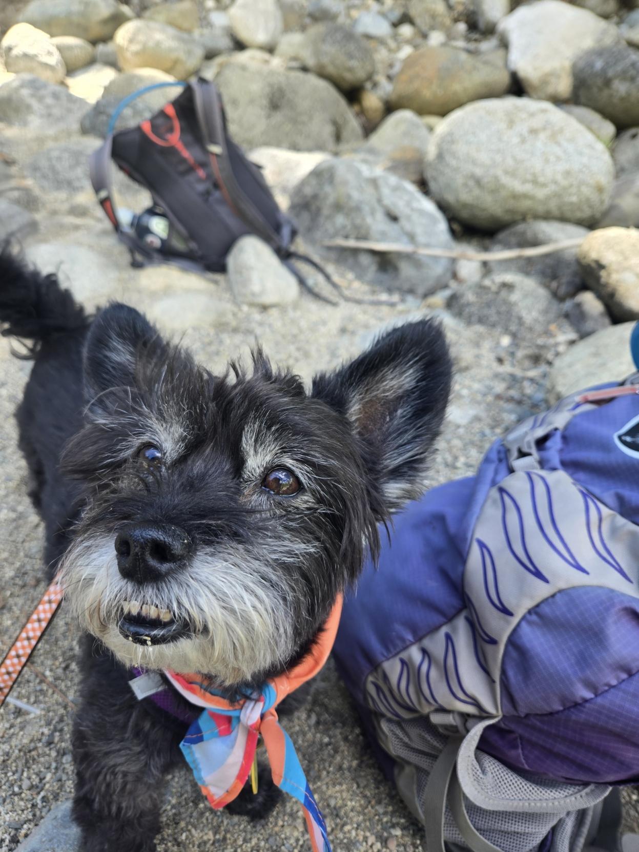 Lil black dog wearing a colorful scarf sitting next to a purple backpack on a little boulder field.