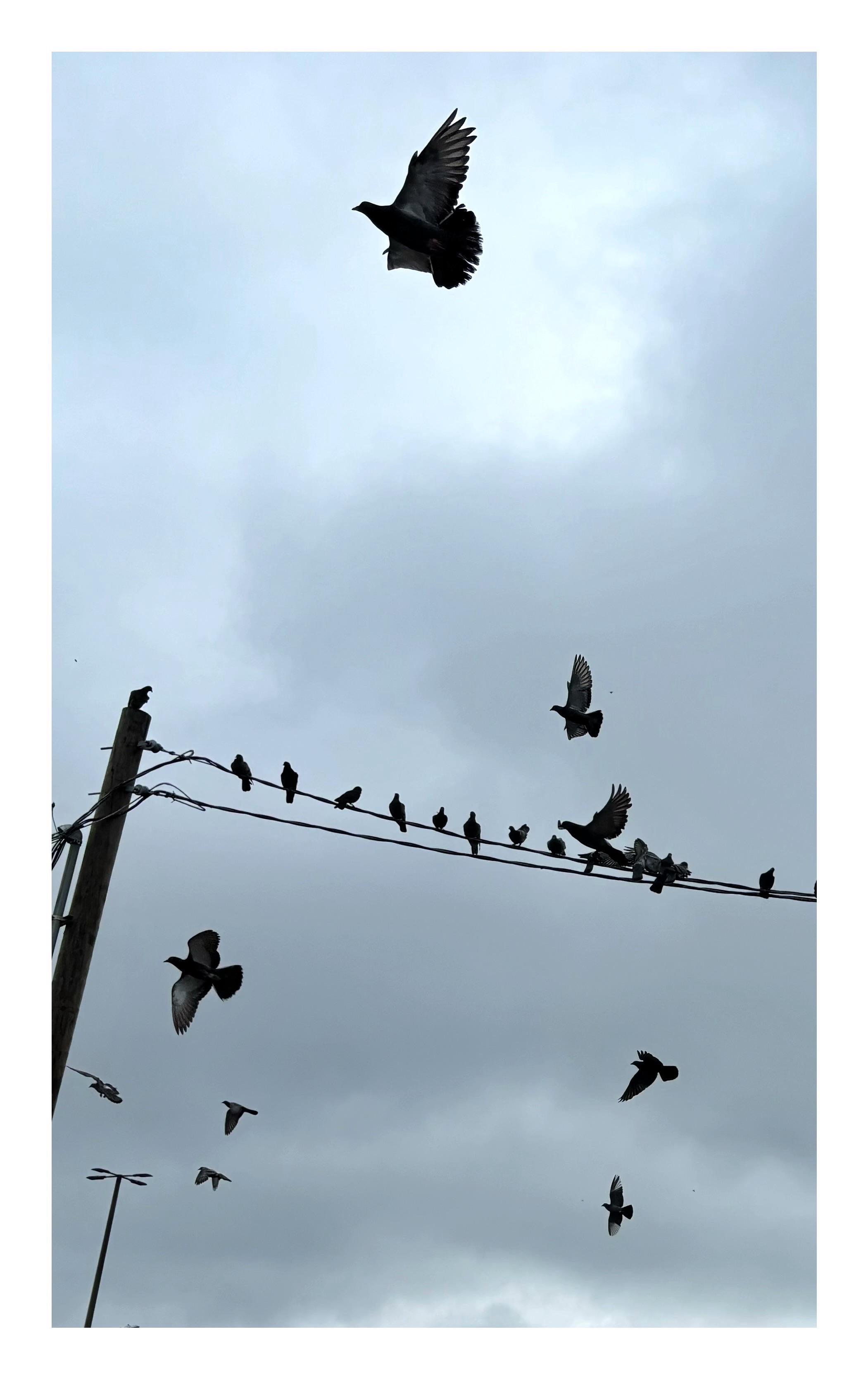 Silhouettes of pigeons against an overcast sky. Several are sitting on a power line stretching rightward from a pole at left frame. More pigeons spread their wings in flight above and below, at different sizes and distances, with the closest one at top center of the image. A distant four-headed streetlight pushes up from bottom left.