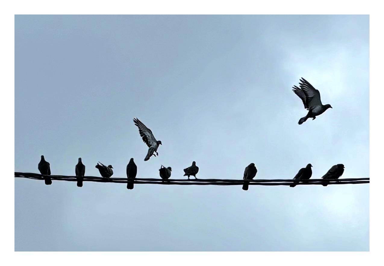Pigeons in silhouette against an overcast sky. Several sit on a wire stretching across the bottom third of the image. Two have their wings spread out in flight above, facing rightward.