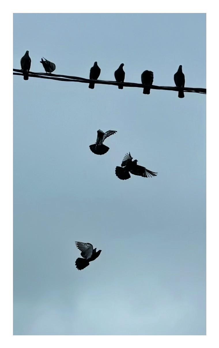 Pigeons in silhouette against an overcast sky. There are six sitting on a wire near the top of the image, and three in flight below, with outspread wings.