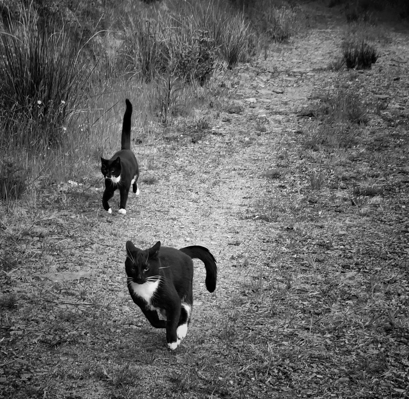 Black and white photo of two tuxedo cats chasing each other along a gravel road