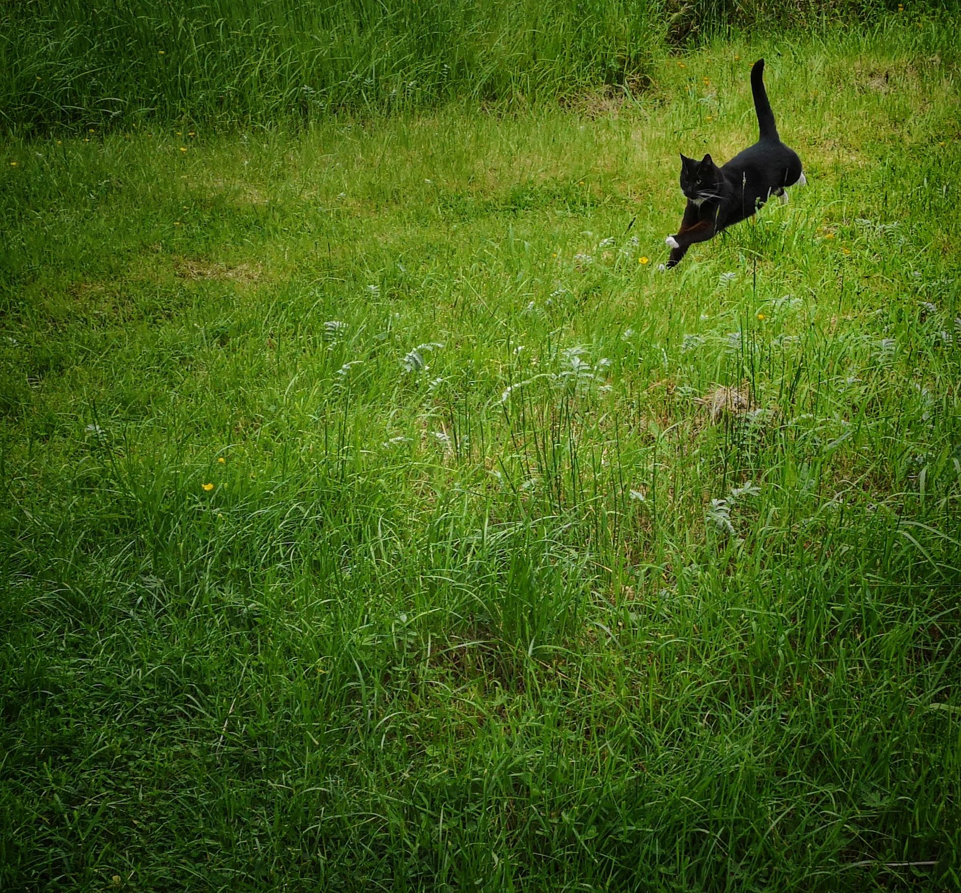 Tuxedo cat running across a lawn