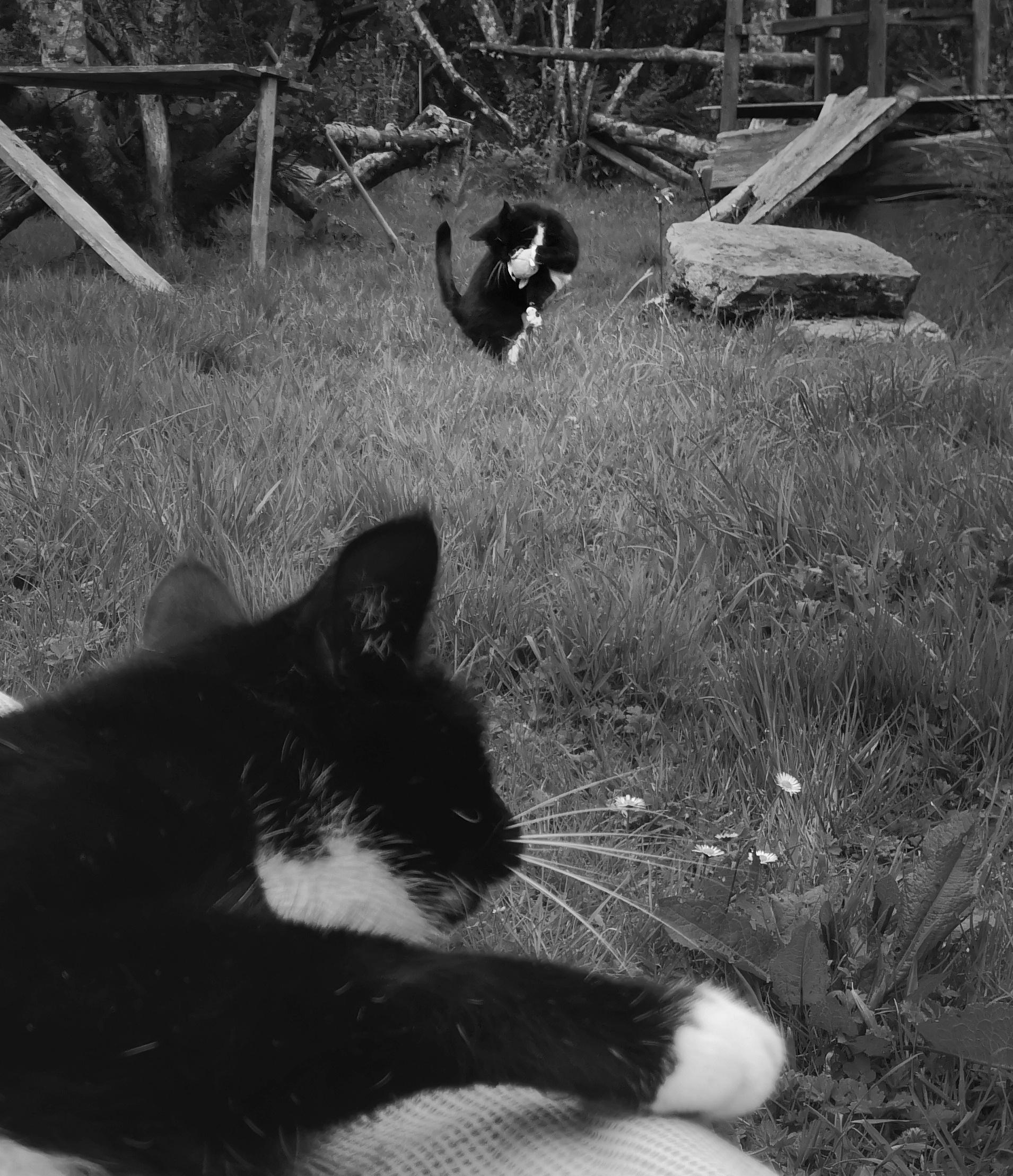 Two tuxedo stuff doing who-knows-what in the garden