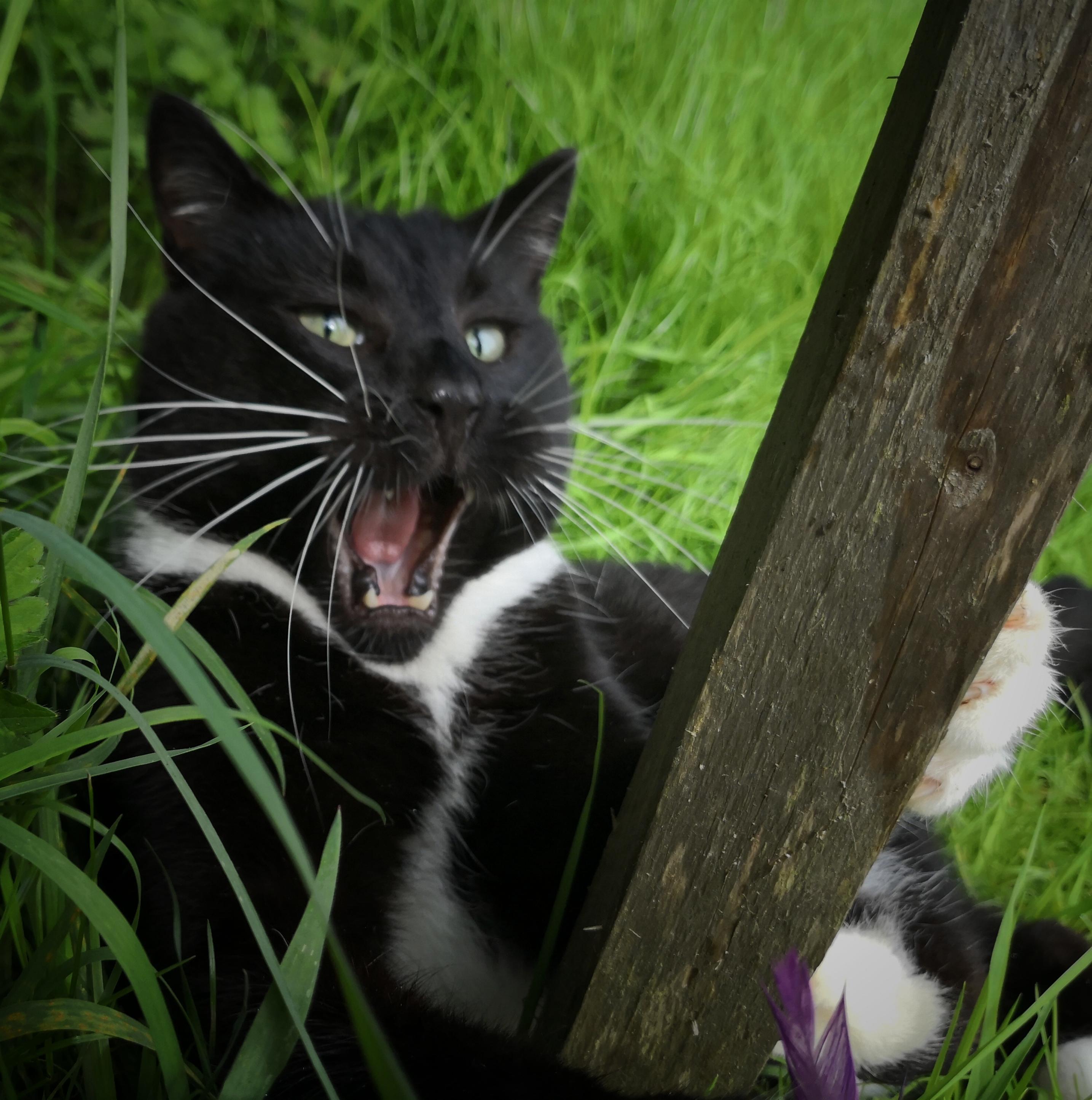 Fierce tuxedo and his woodwork project