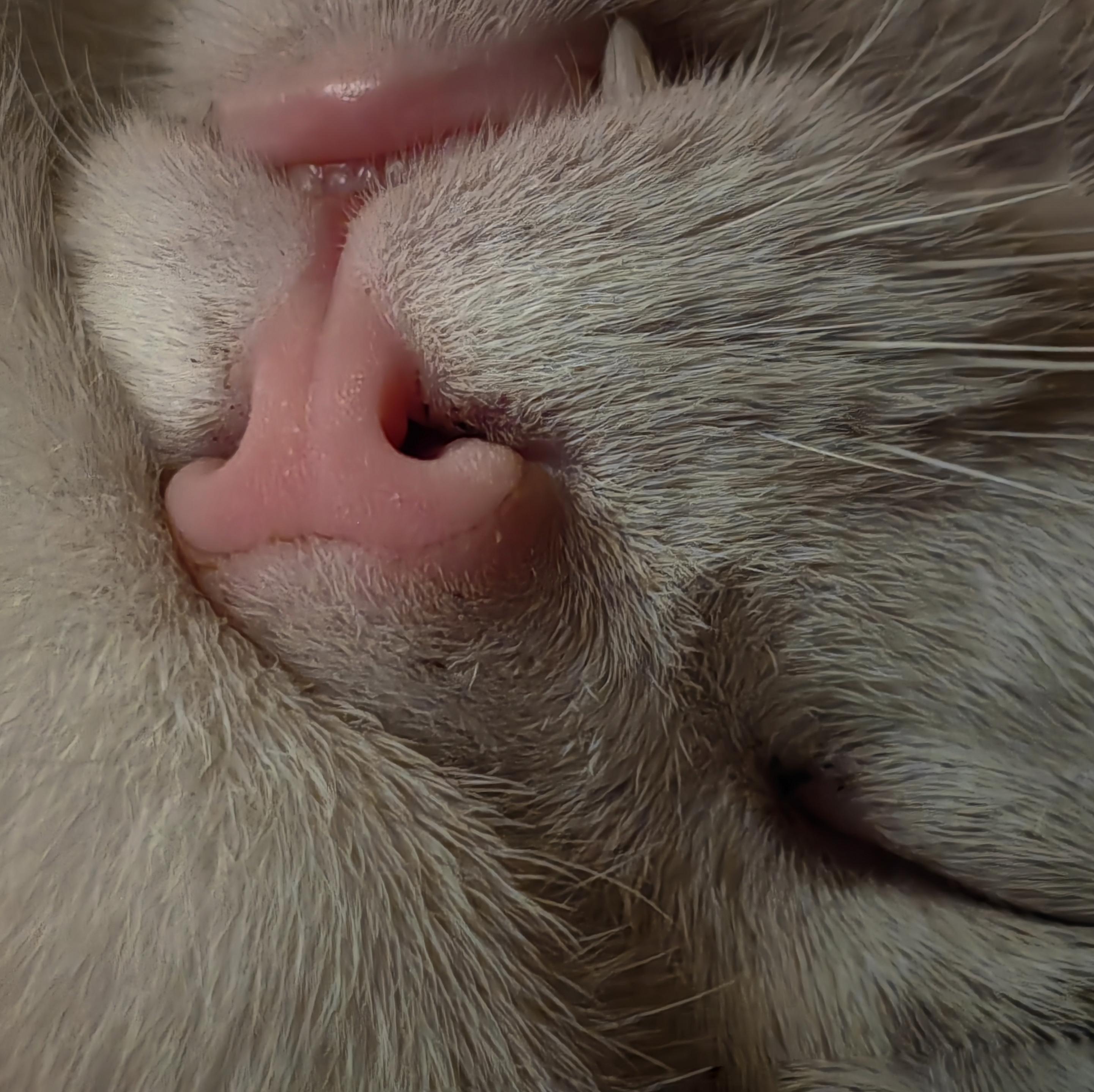 Close-up of a napping black and white cat