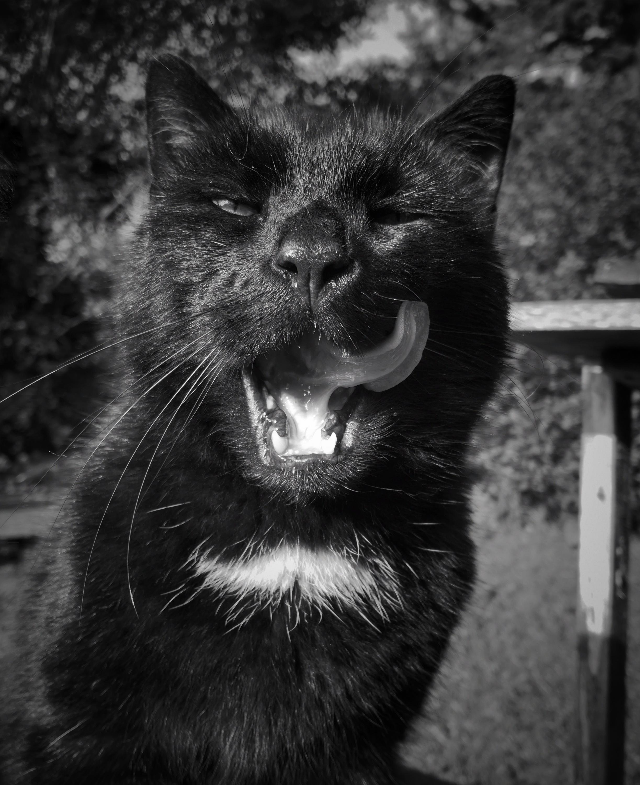 Big black cat dude just had a snack