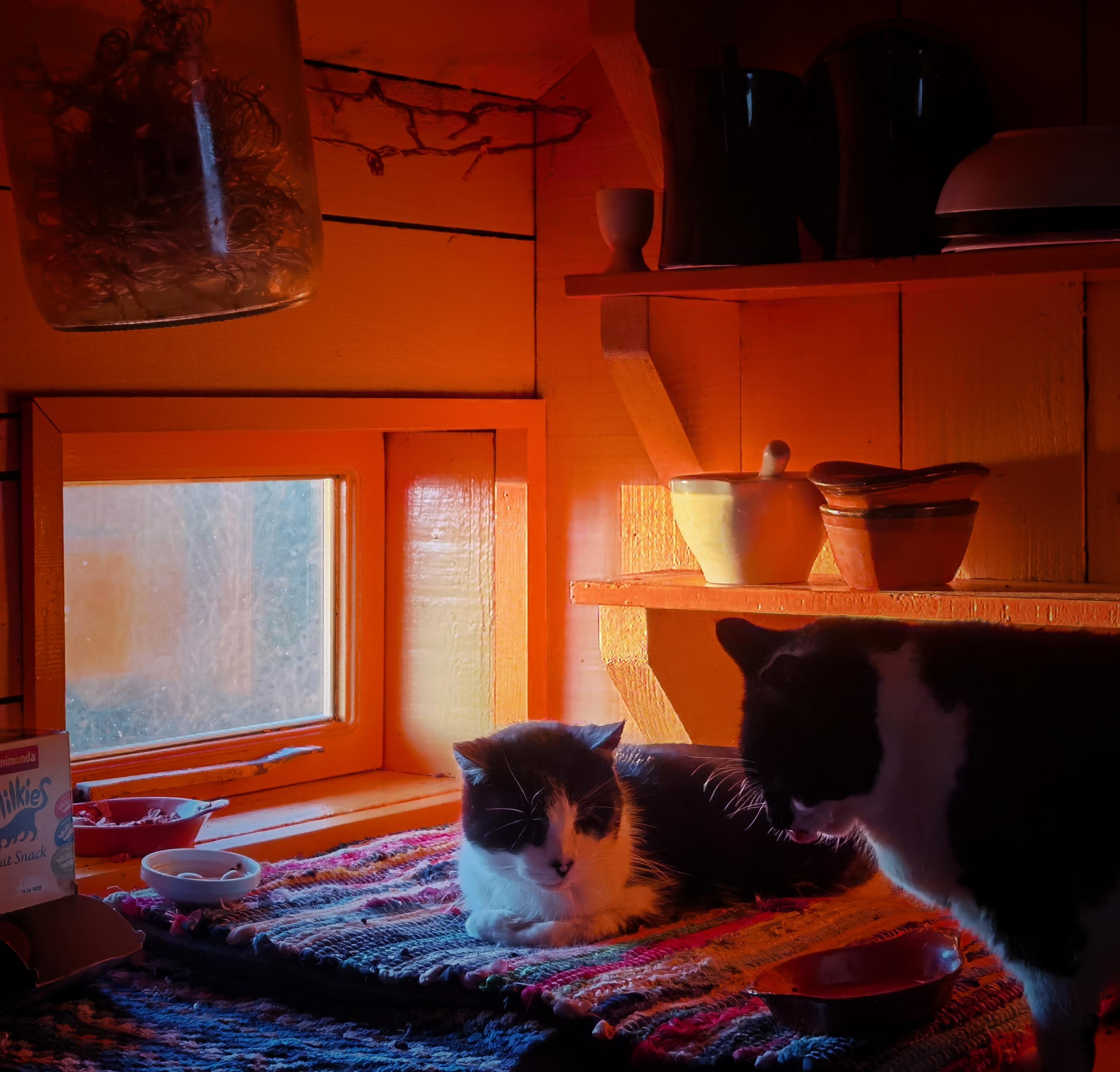 2 black and white cats waiting for breakfast part two