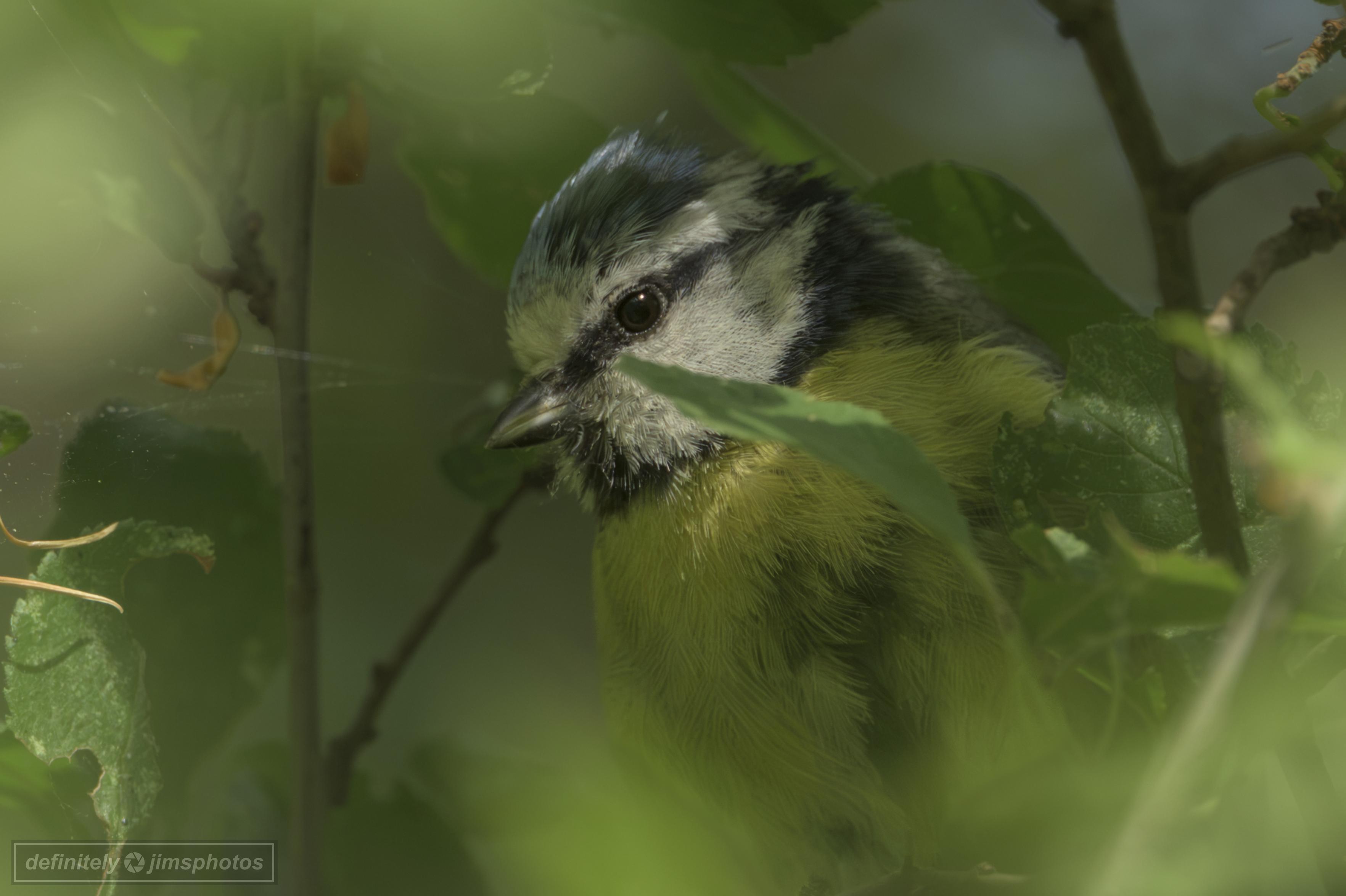 a small bird almost camouflaged by leaves