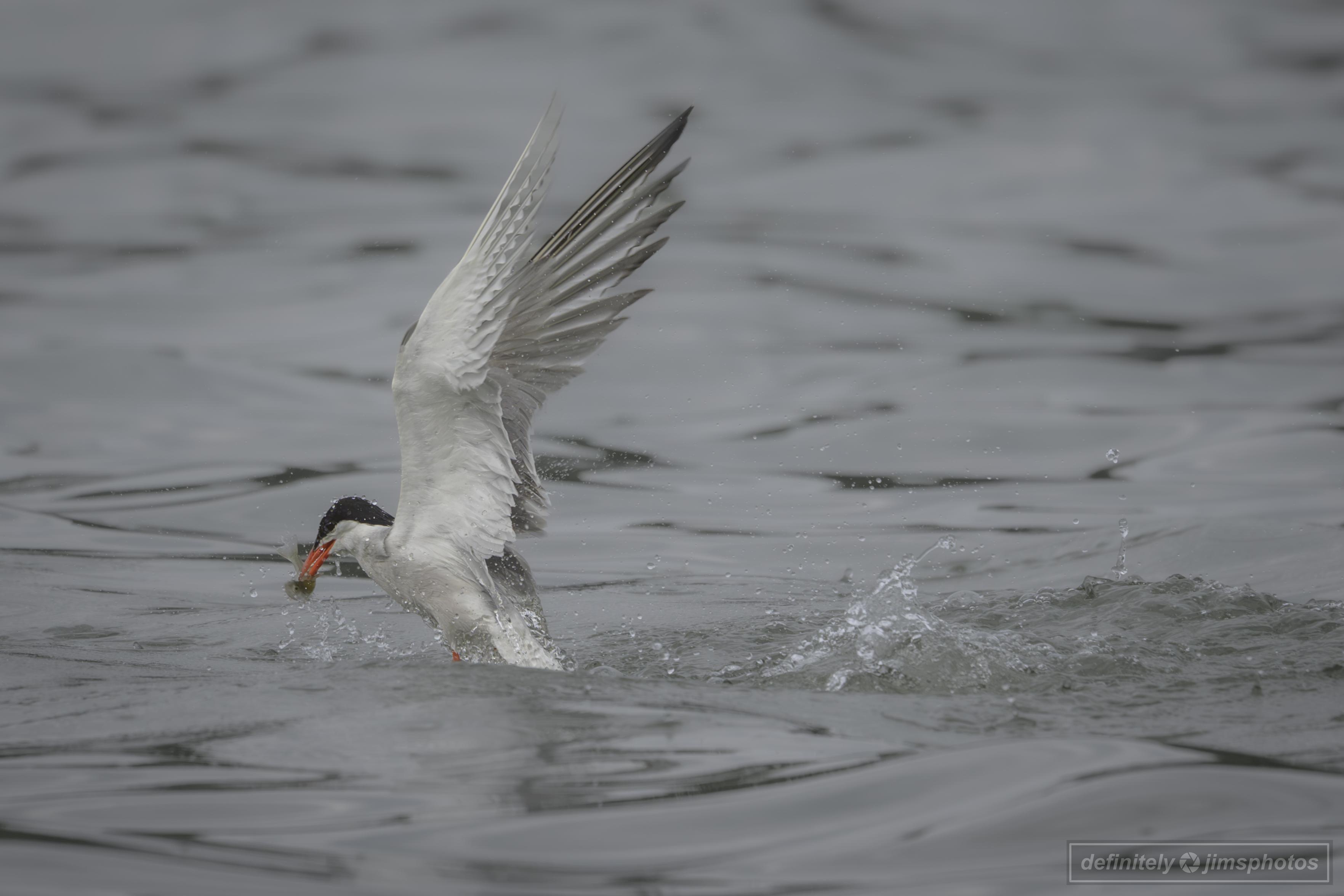 a bird that has just caught a fish