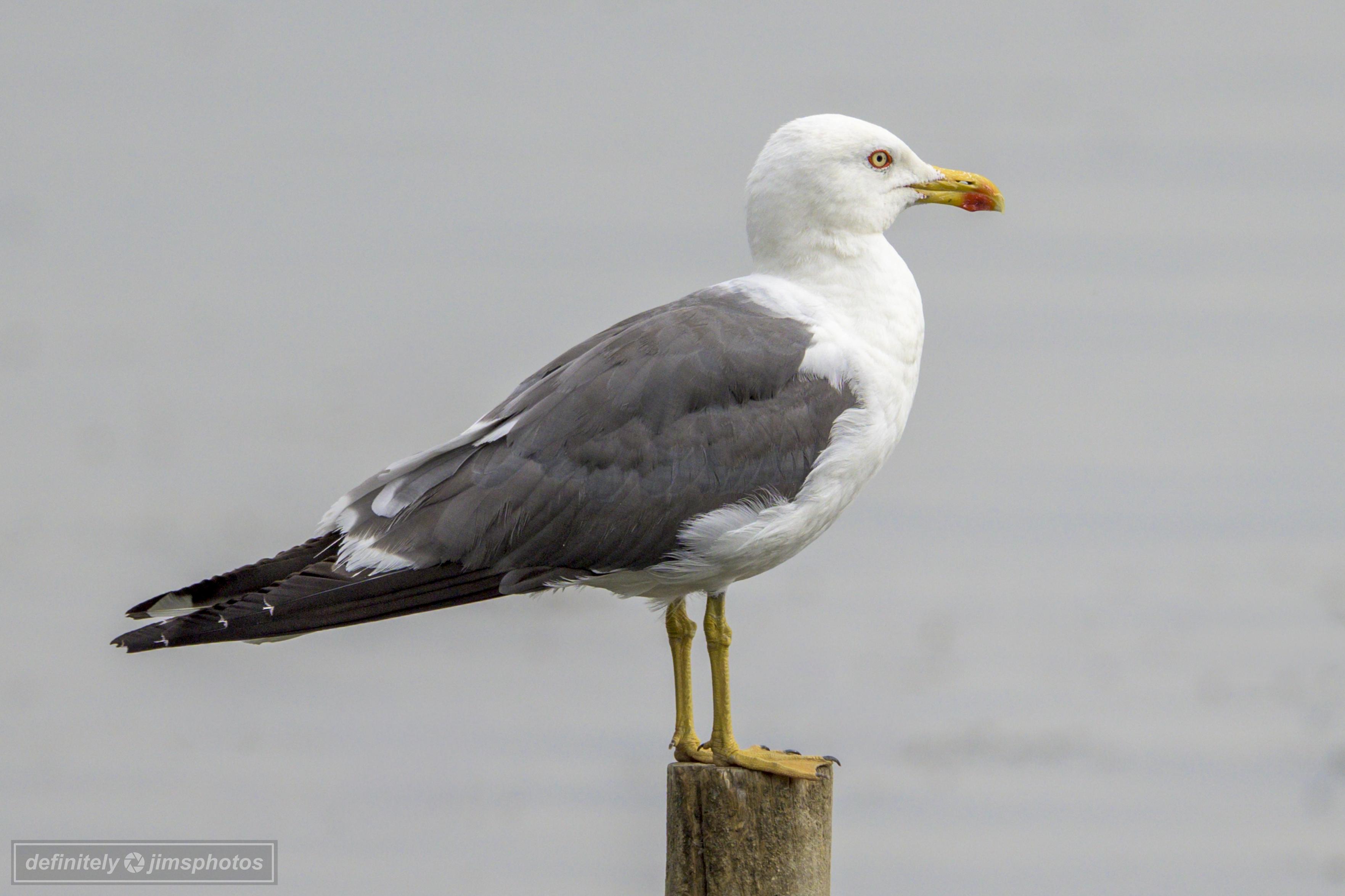 a large gull with dark coloured wings, yellow legs and a red end to its beak