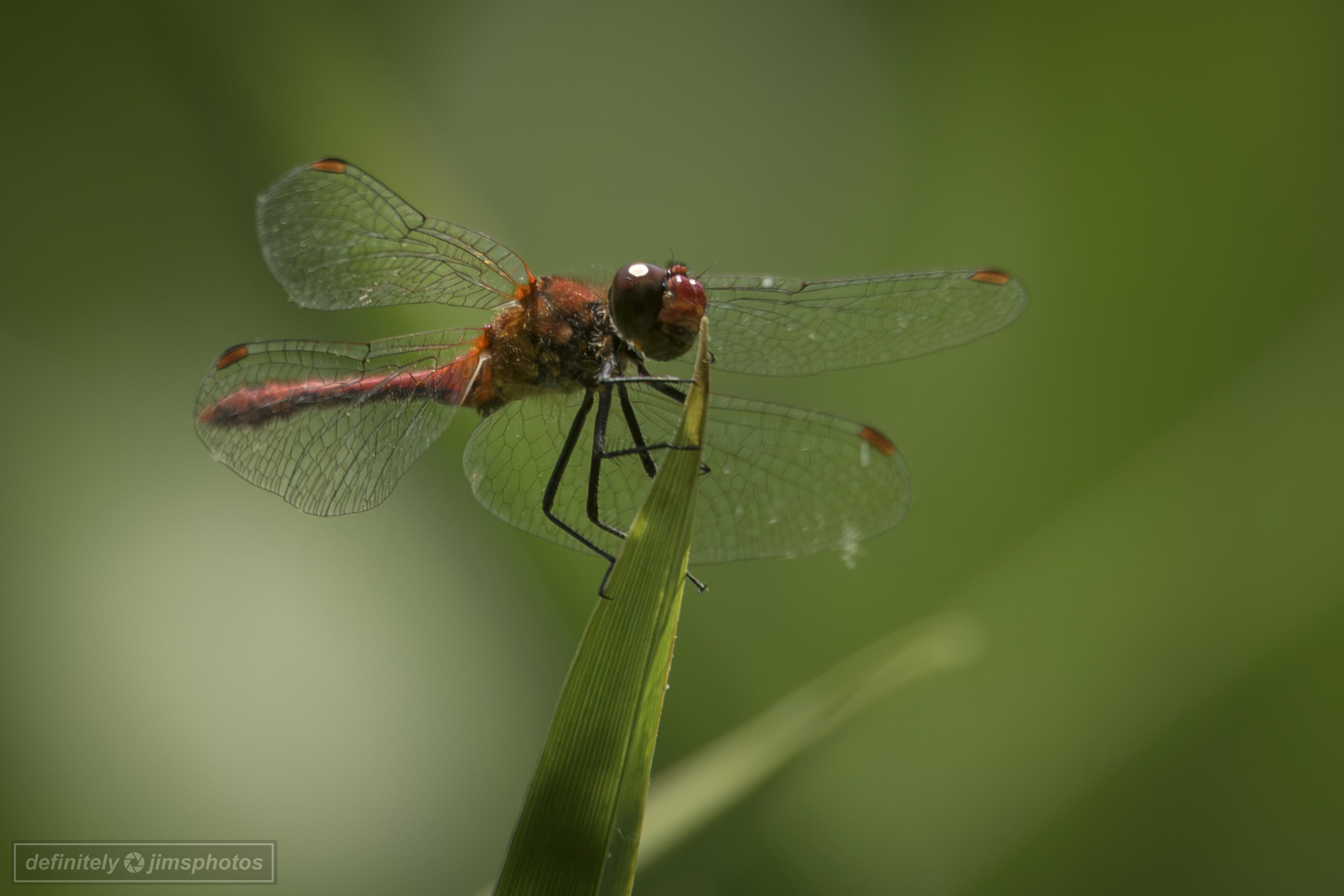 a small red dragonfly