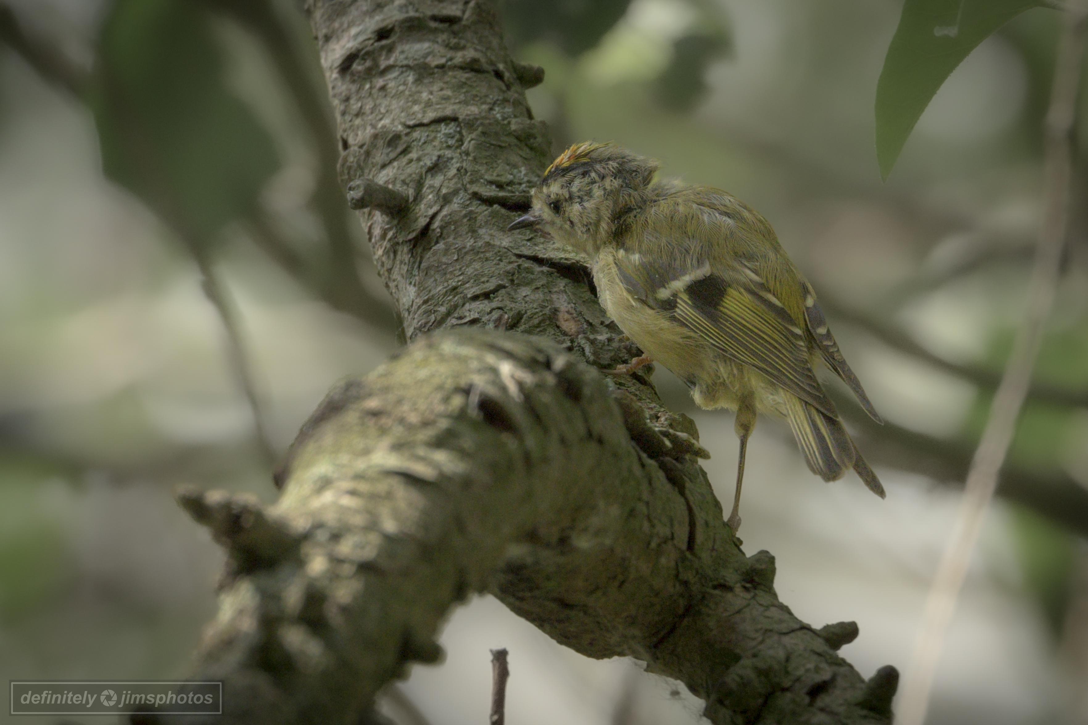 Europe's smallest bird - Goldcrest