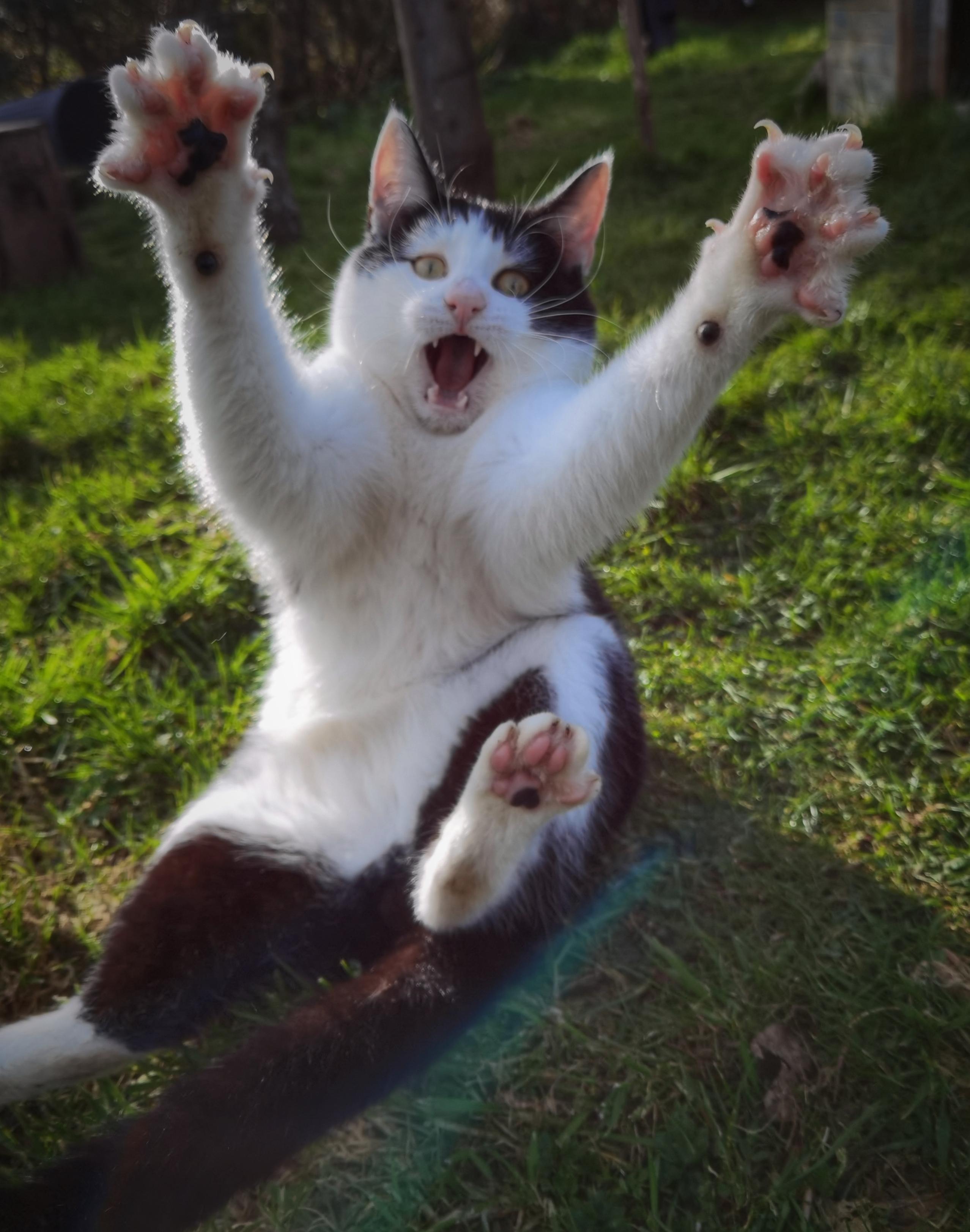 Black and white cat showing off his mighty belly and his front paws. Mouth wide open. He's about to catch a feather toy