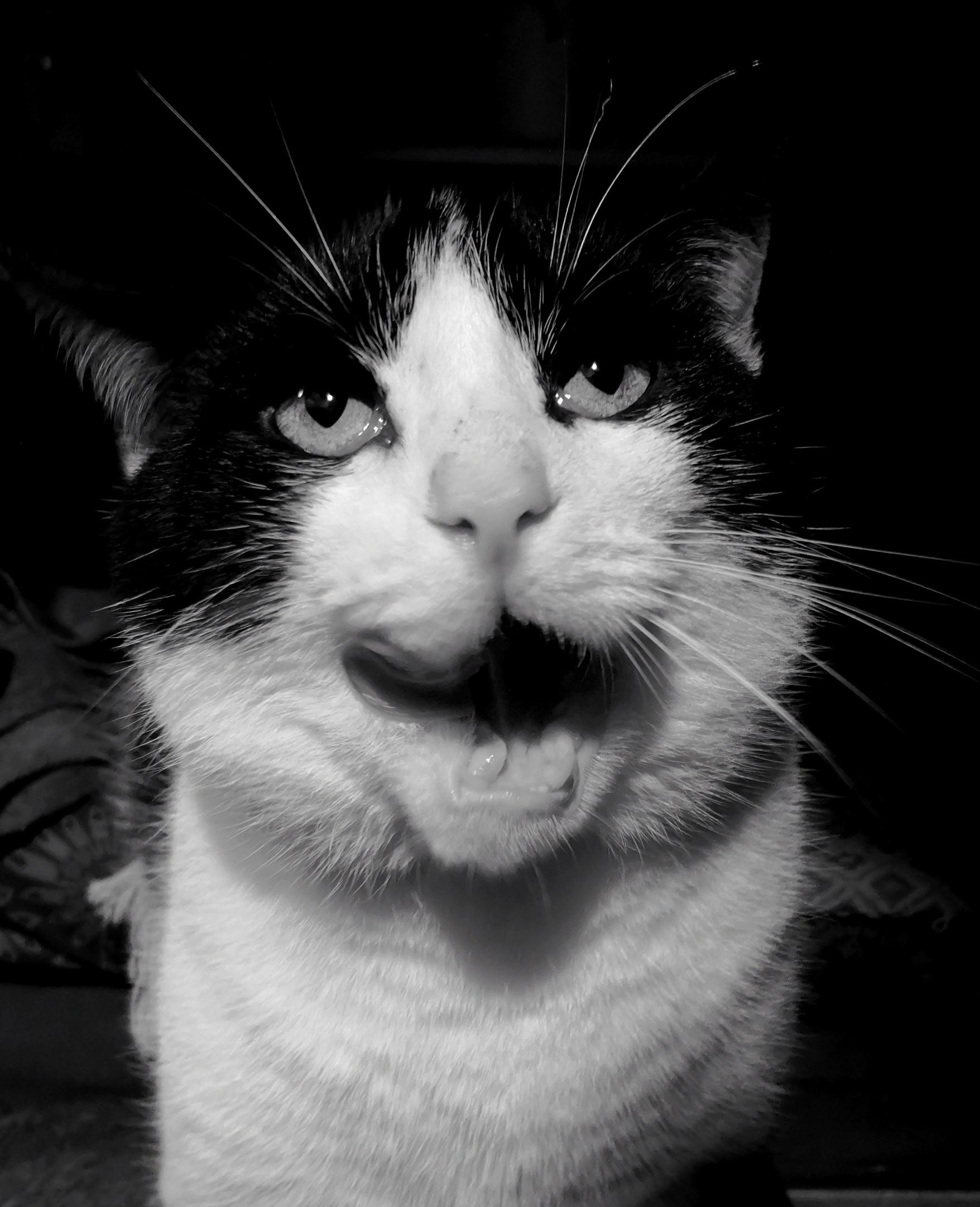 Black and white cat. Portrait in black and white. He's licking his chops after a nice treat