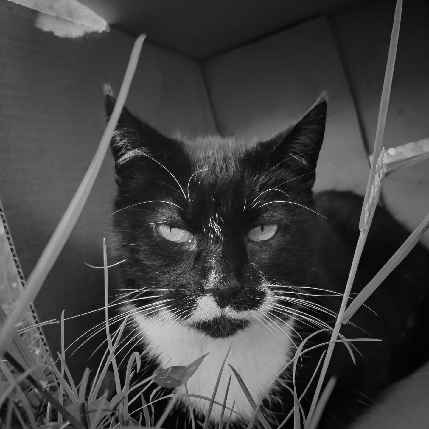 Tuxedo cat looking straight at the camera while chilling in his cardboard box