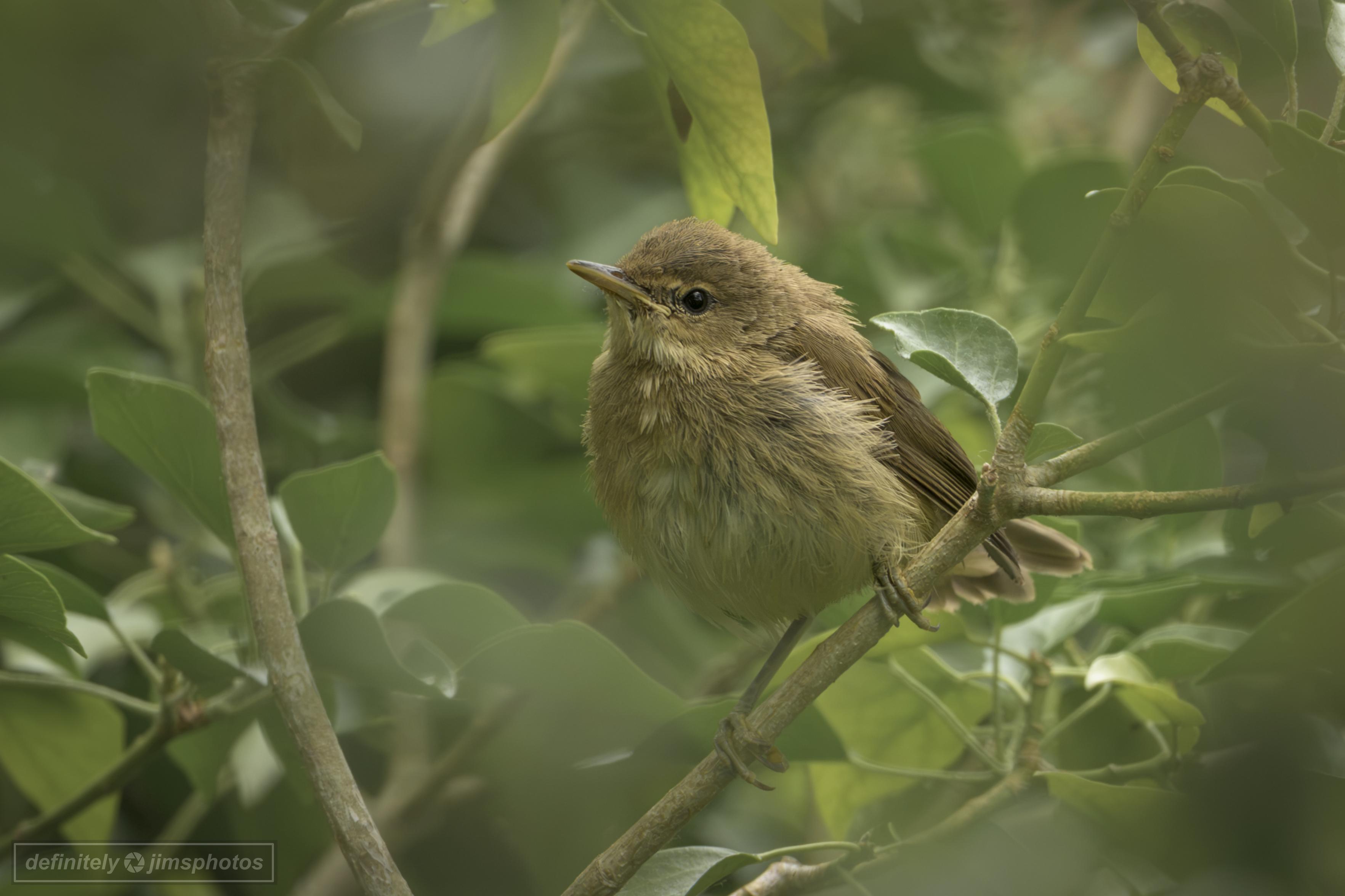 a young bird perched on a branch