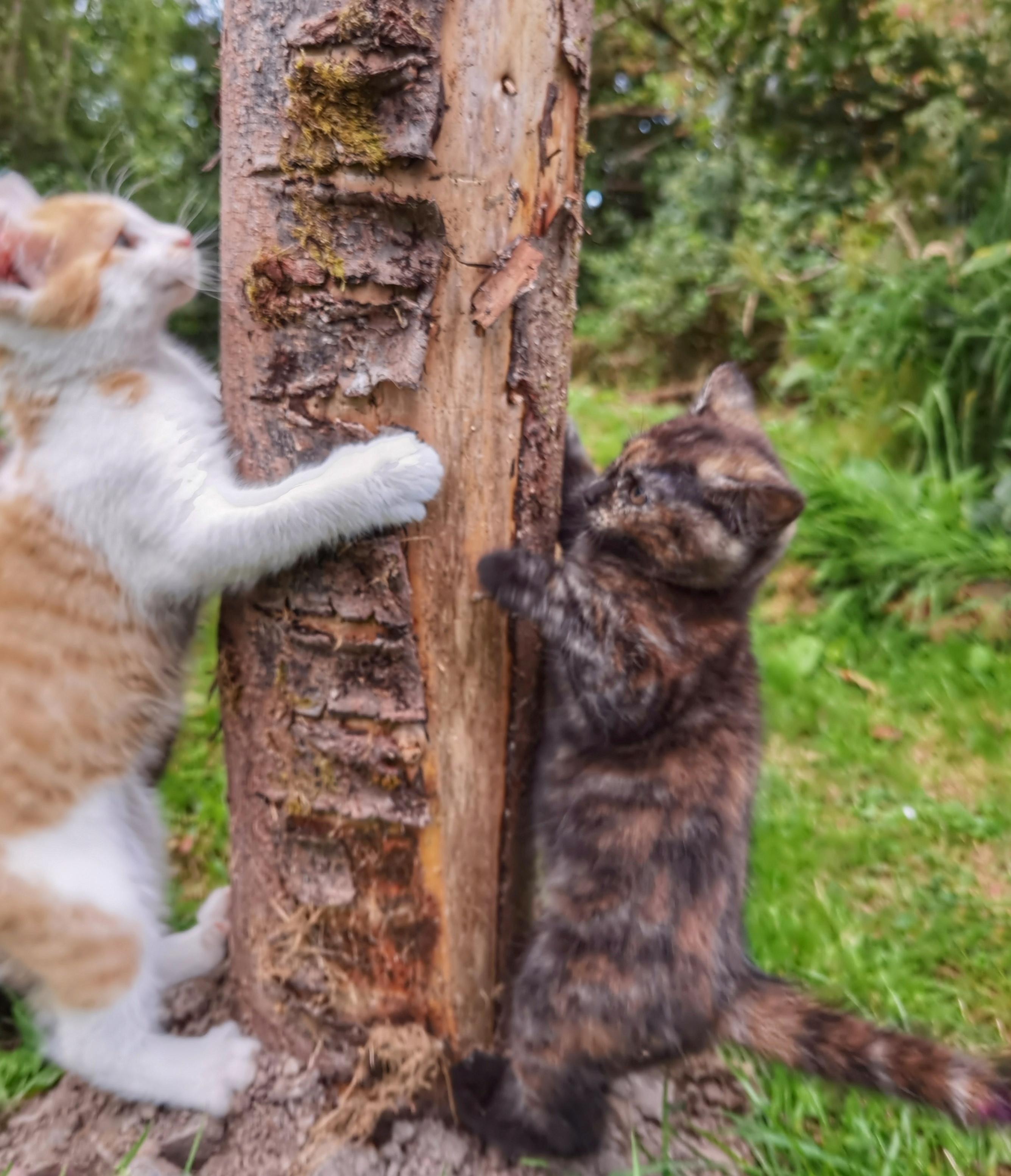 Simultaneous Climbing now